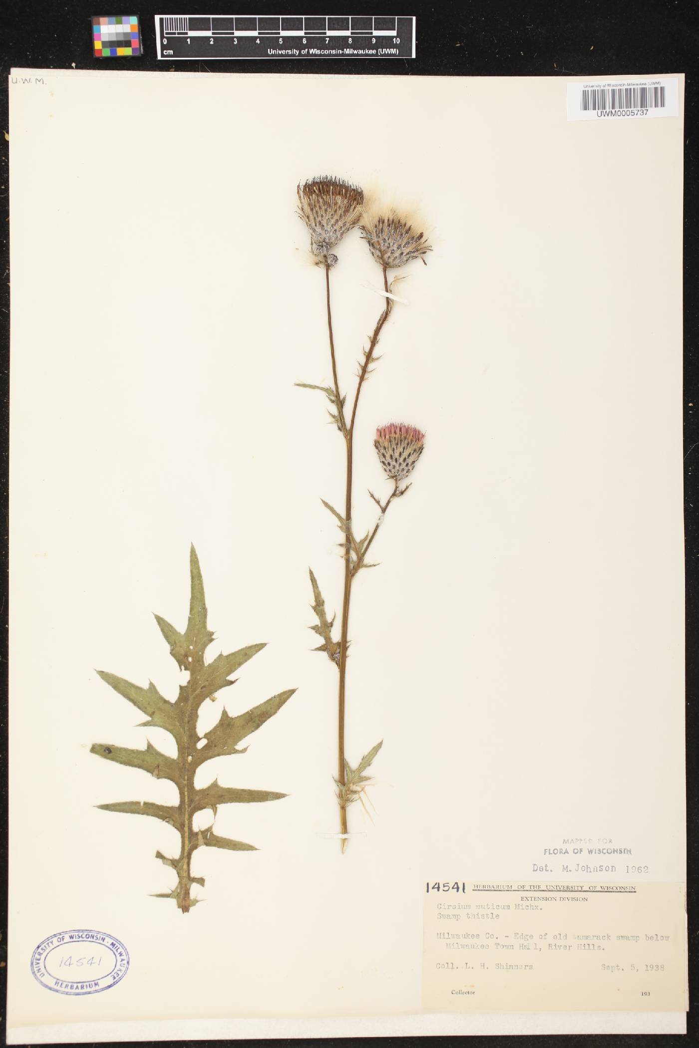 Cirsium muticum image