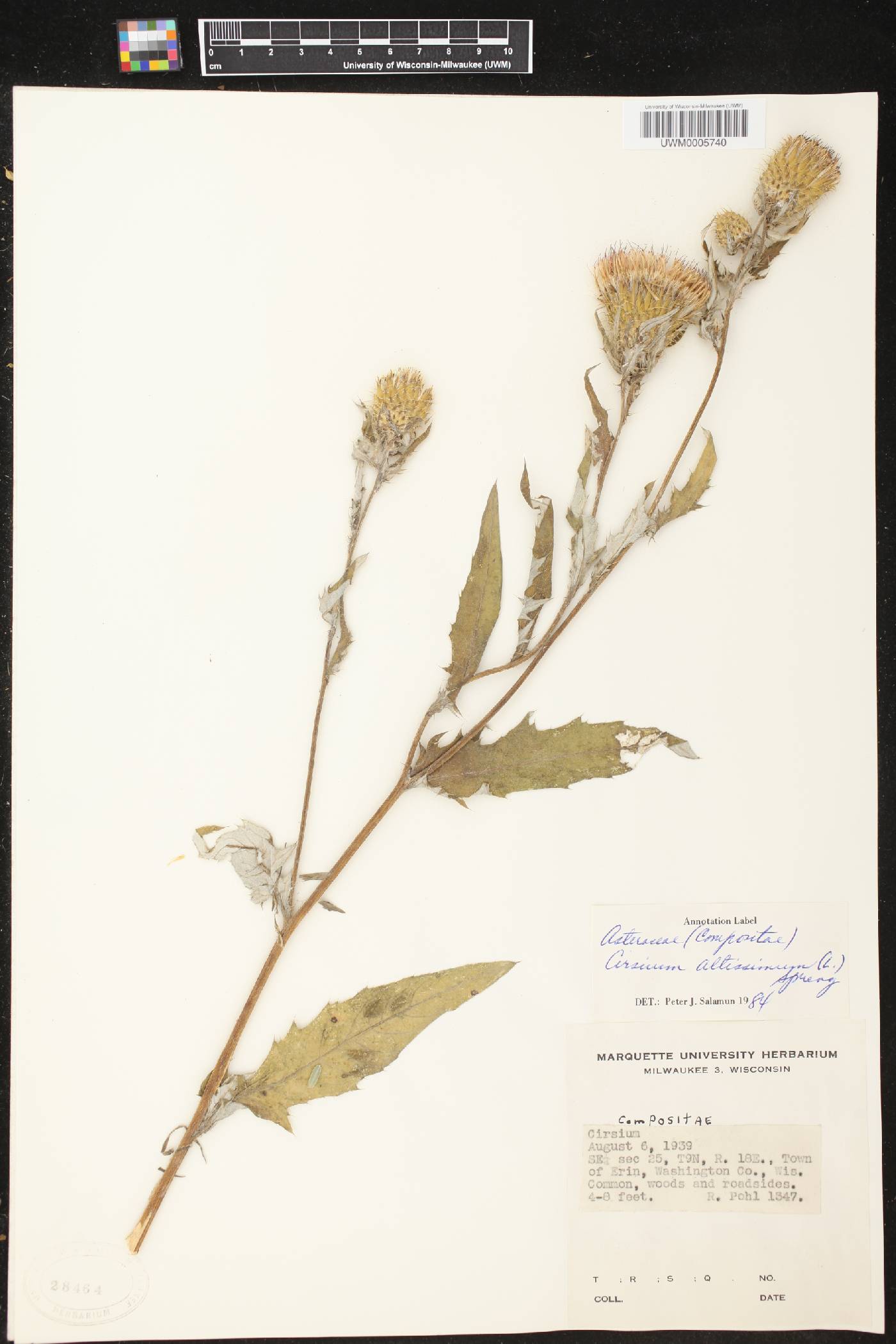 Cirsium altissimum image