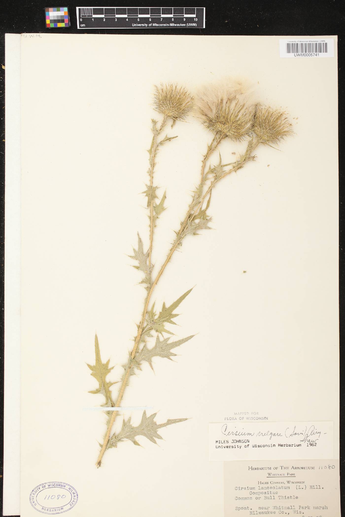 Cirsium vulgare image