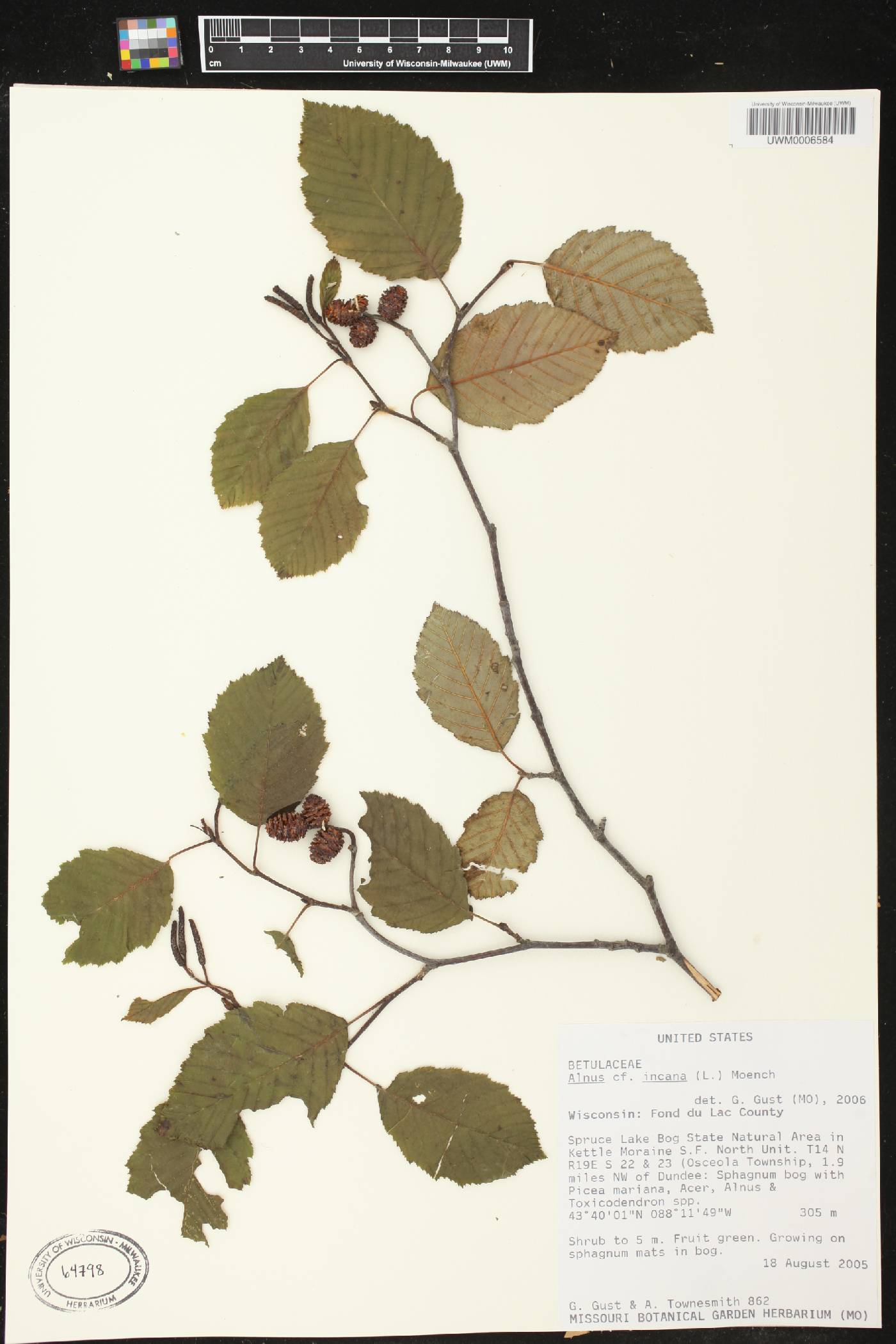 Alnus incana image