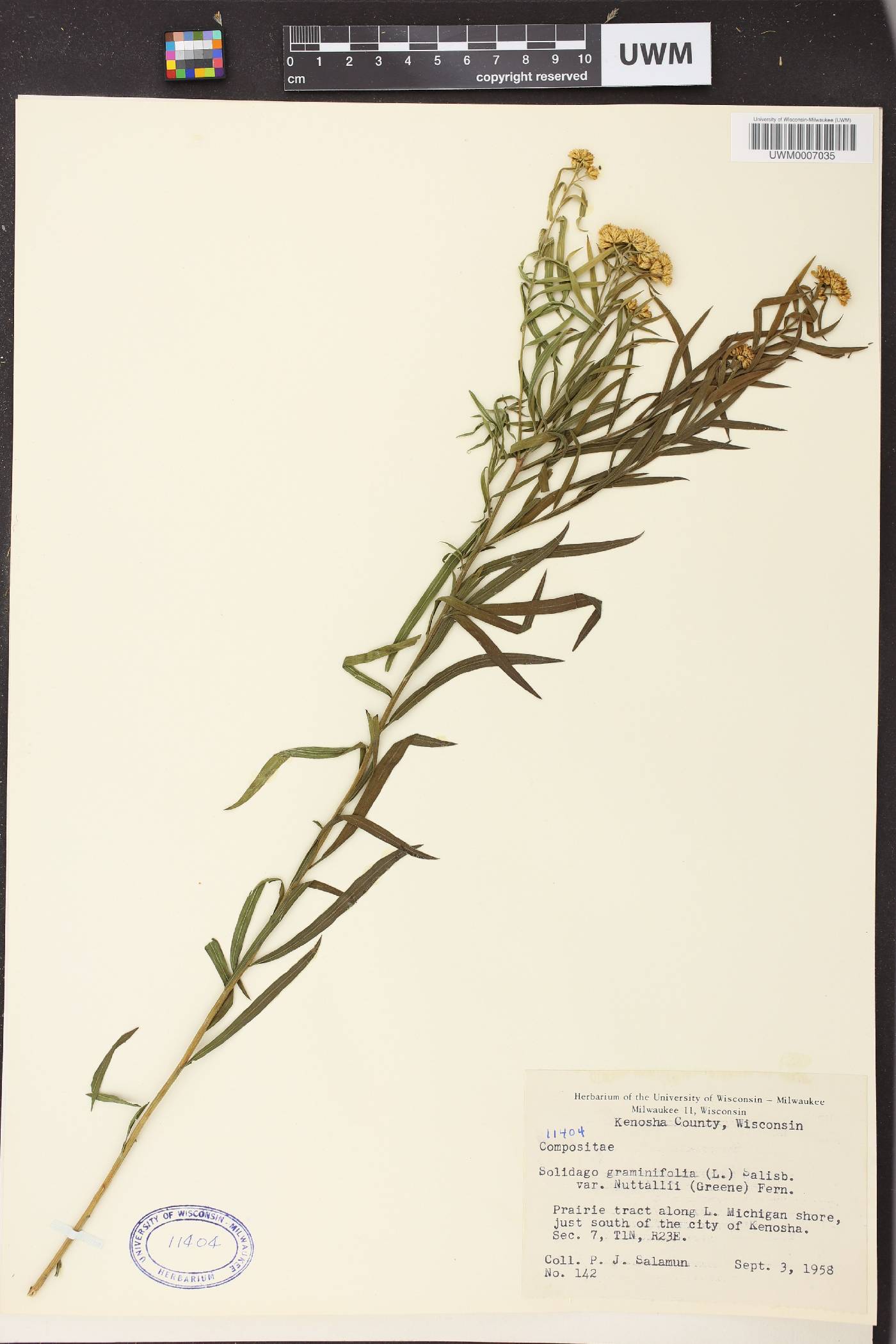 Euthamia graminifolia image