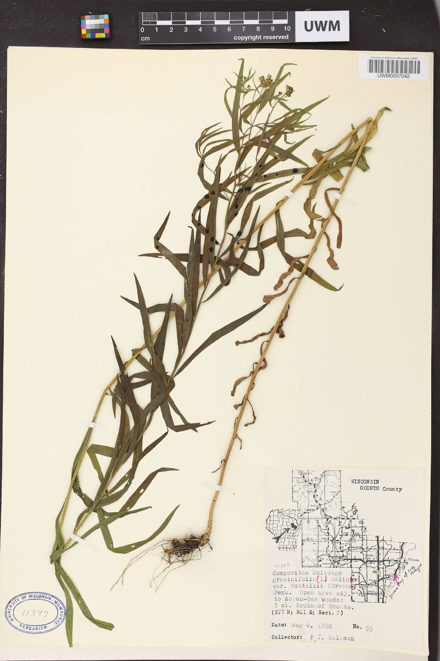 Euthamia graminifolia image