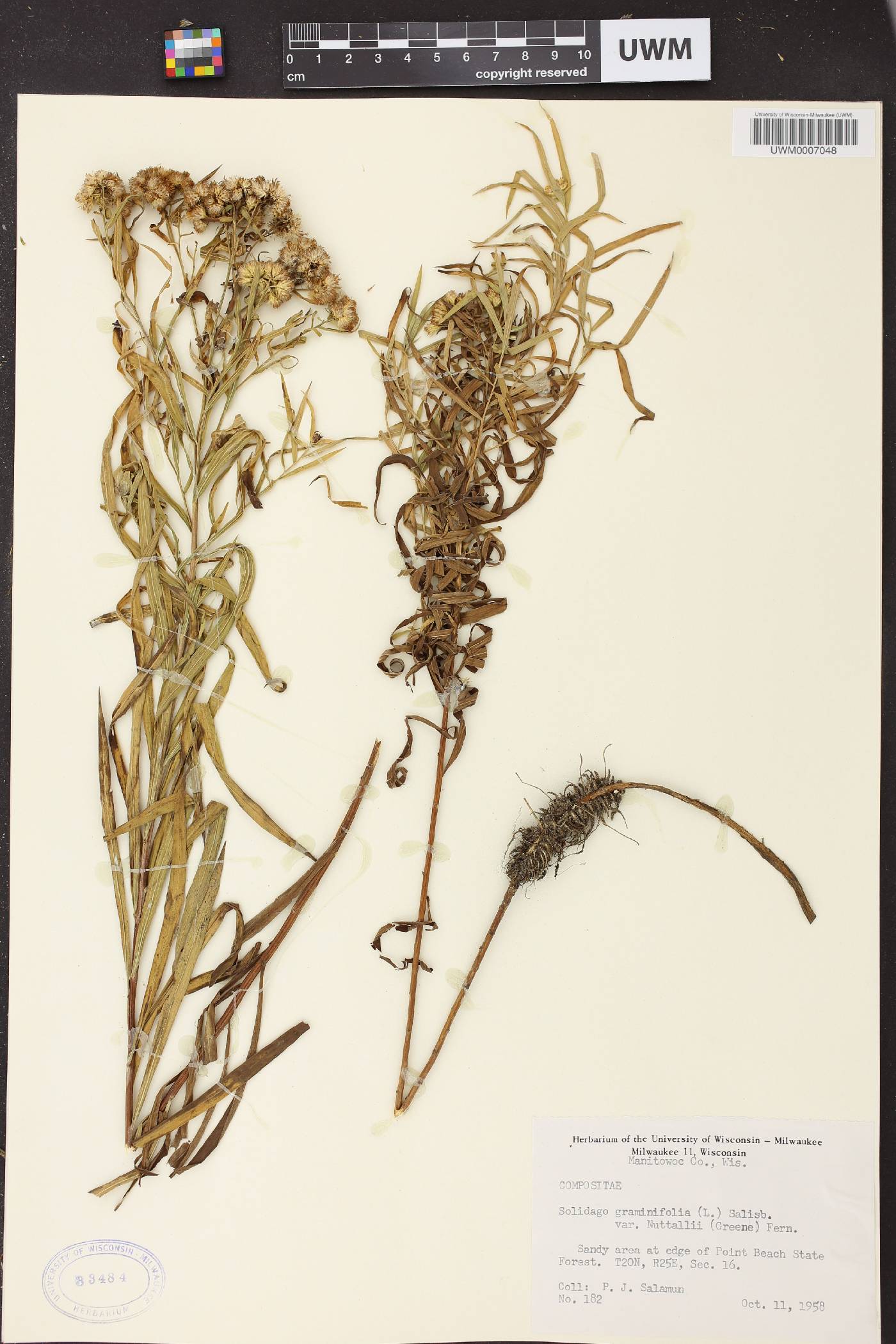 Euthamia graminifolia image