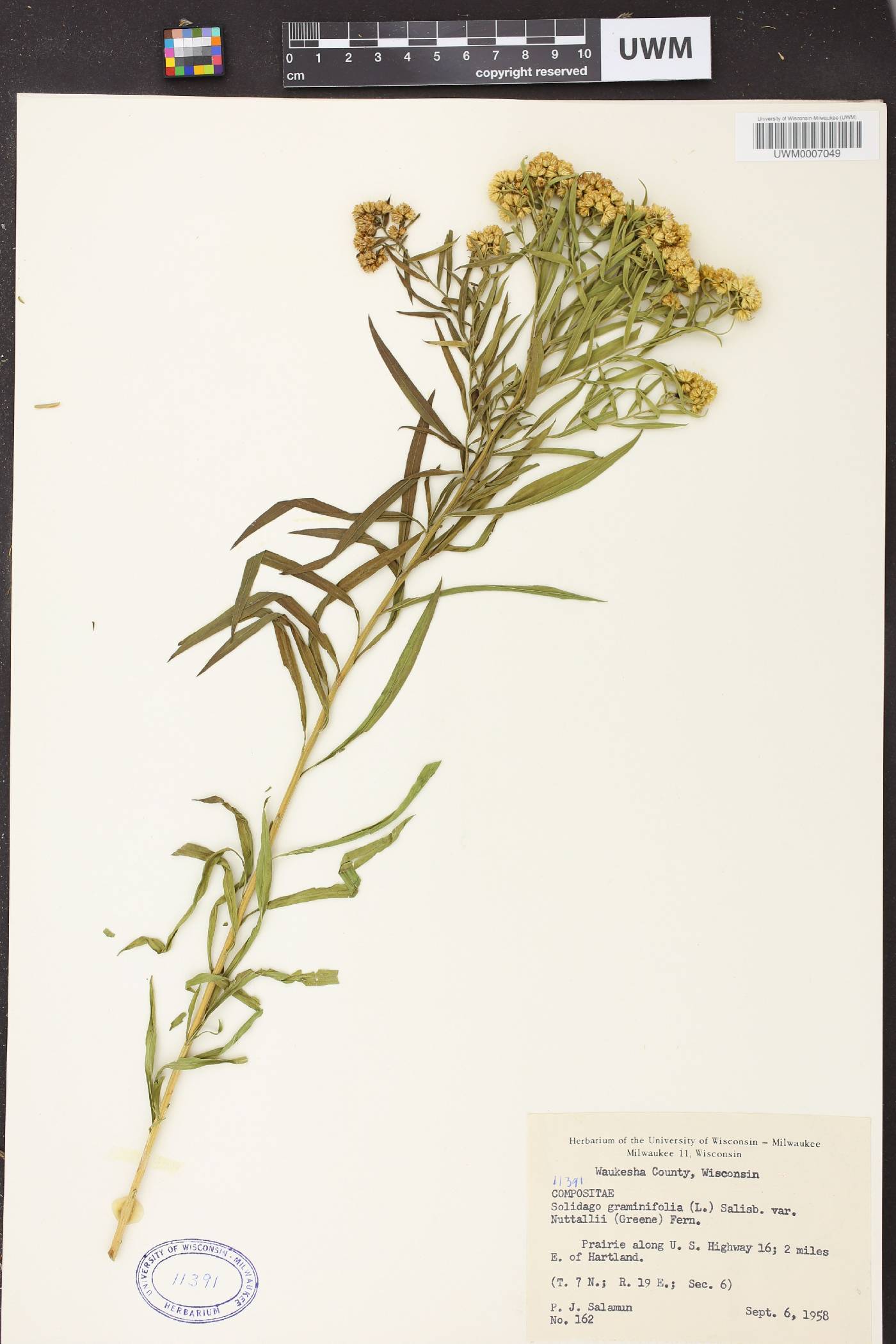 Euthamia graminifolia image
