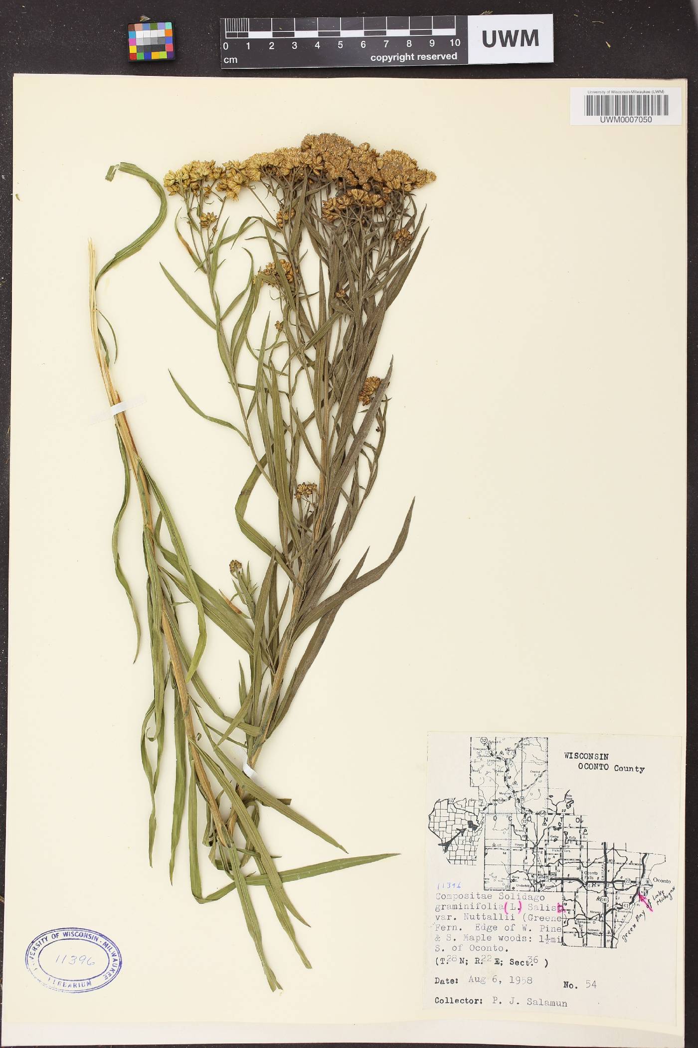 Euthamia graminifolia image