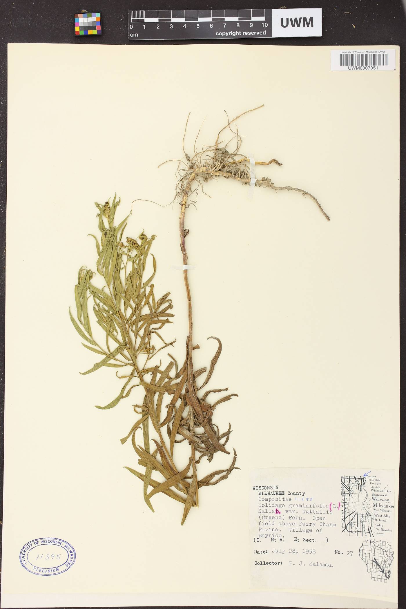 Euthamia graminifolia image