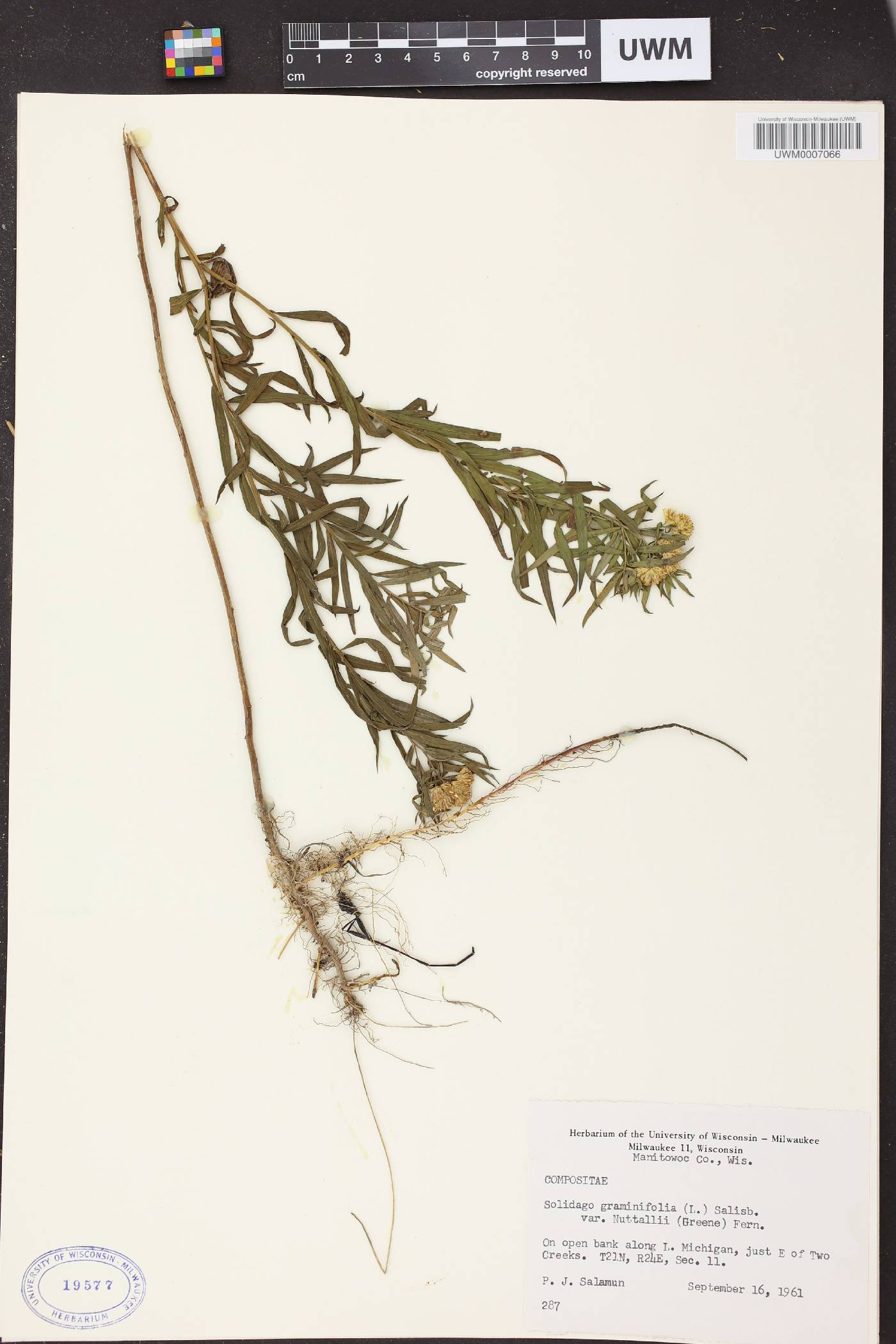 Euthamia graminifolia image