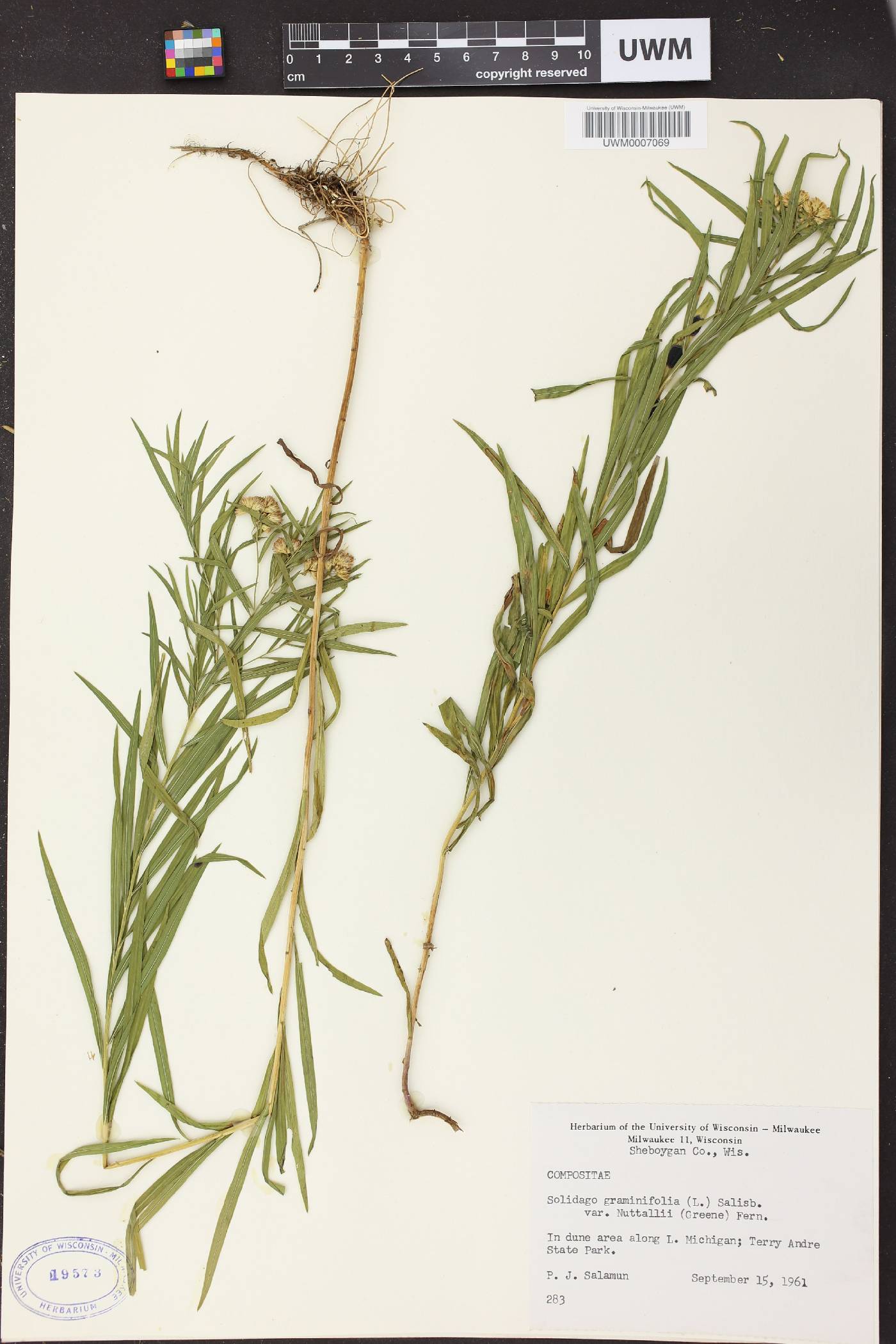 Euthamia graminifolia image