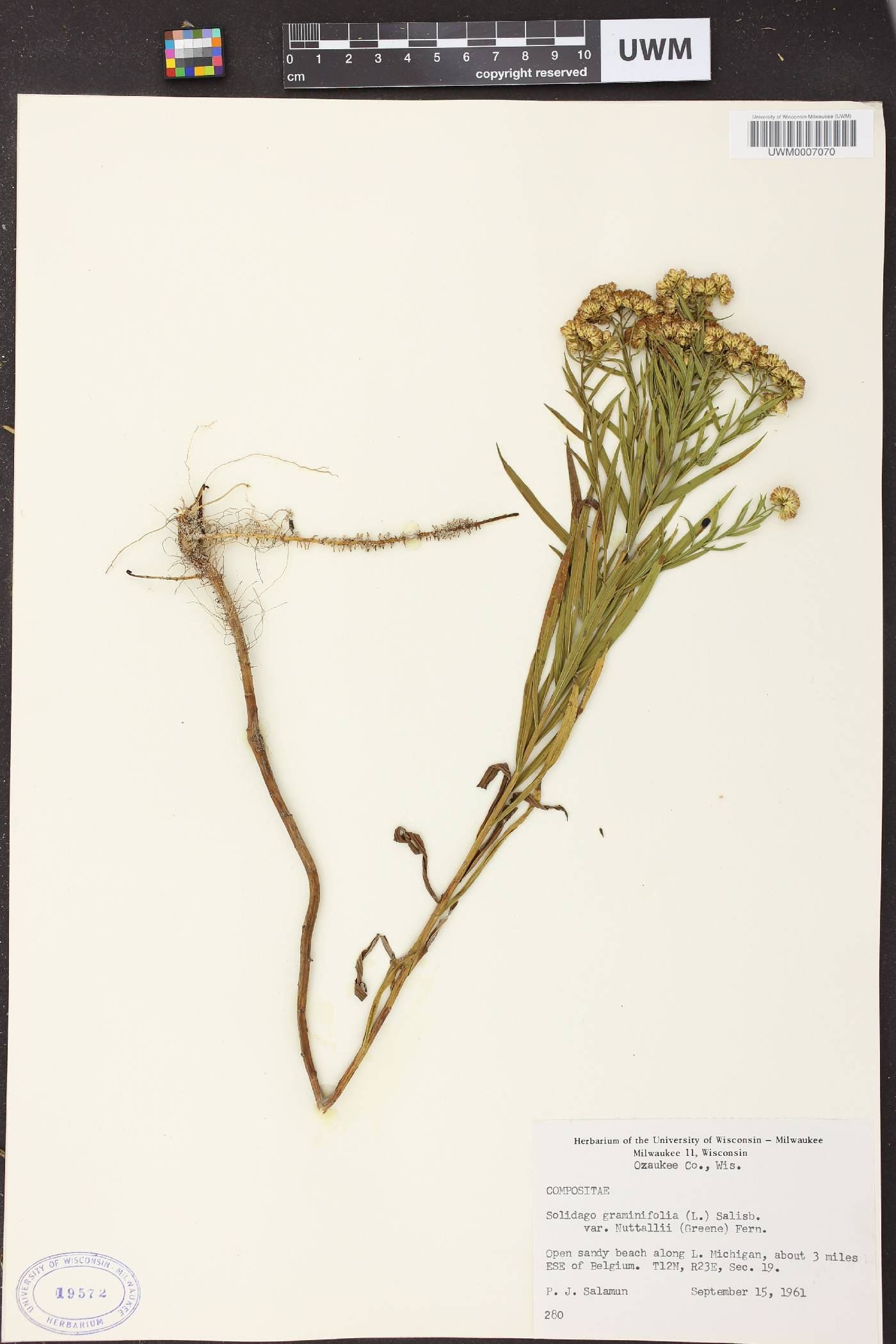 Euthamia graminifolia image