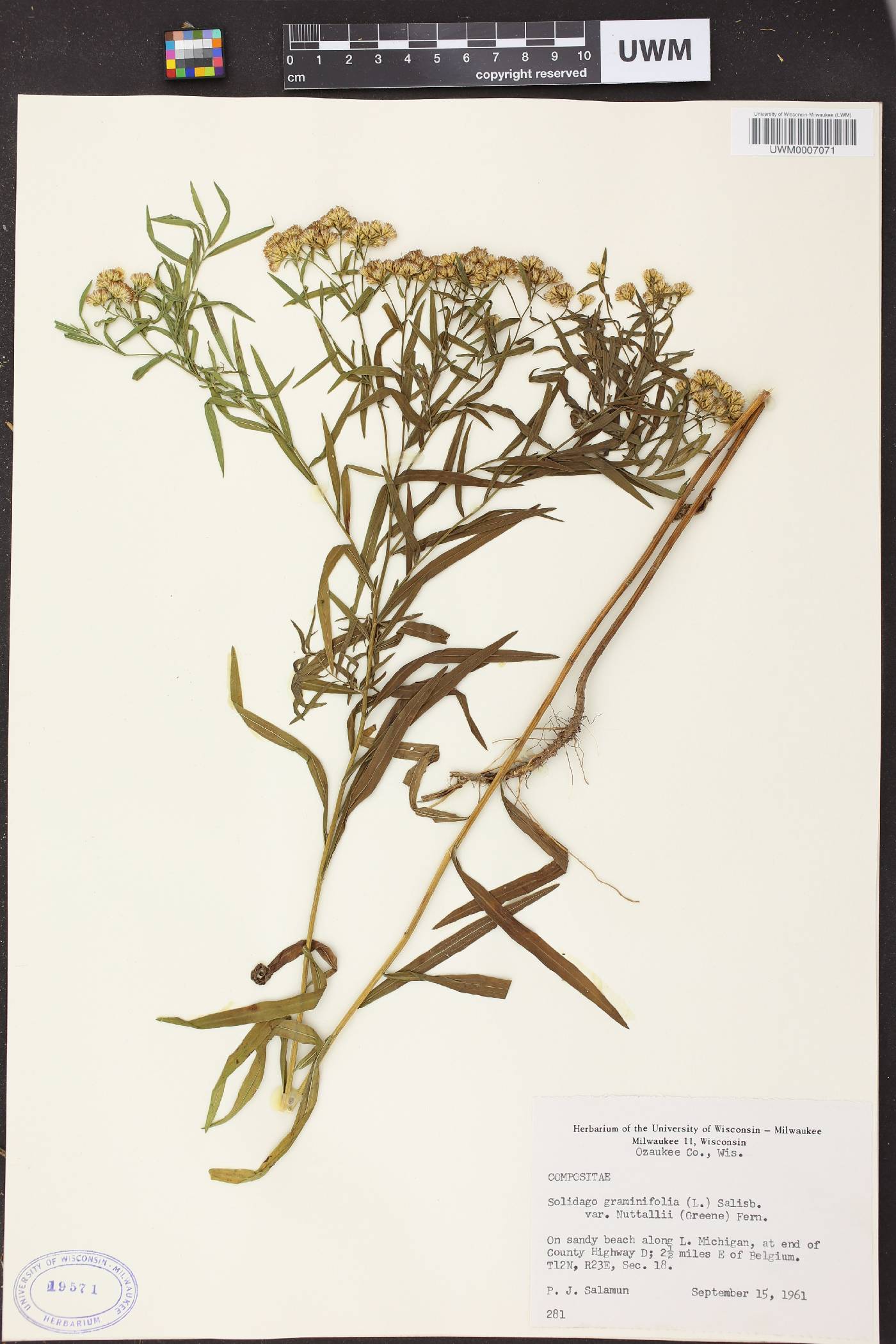 Euthamia graminifolia image