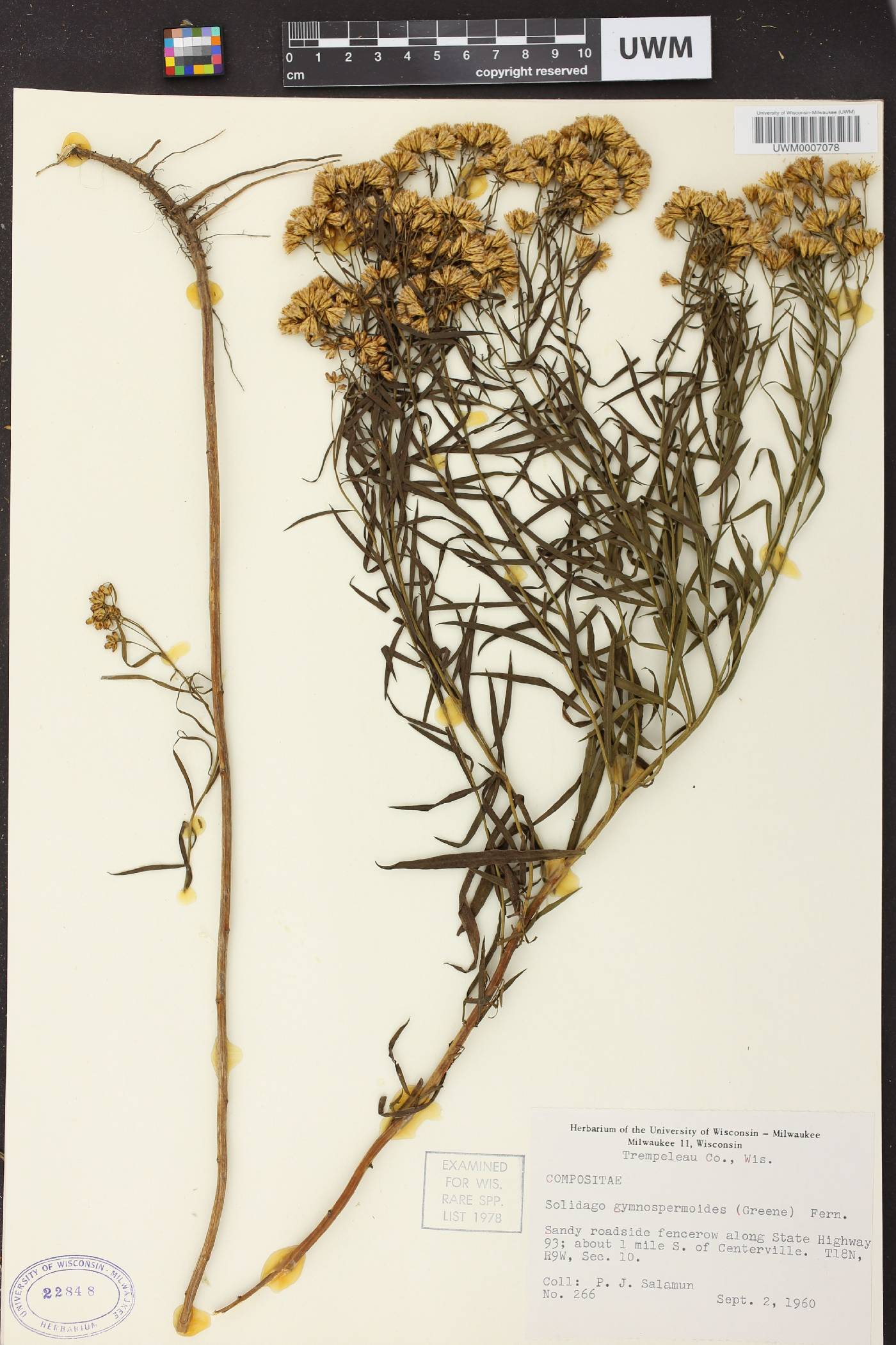 Euthamia gymnospermoides image