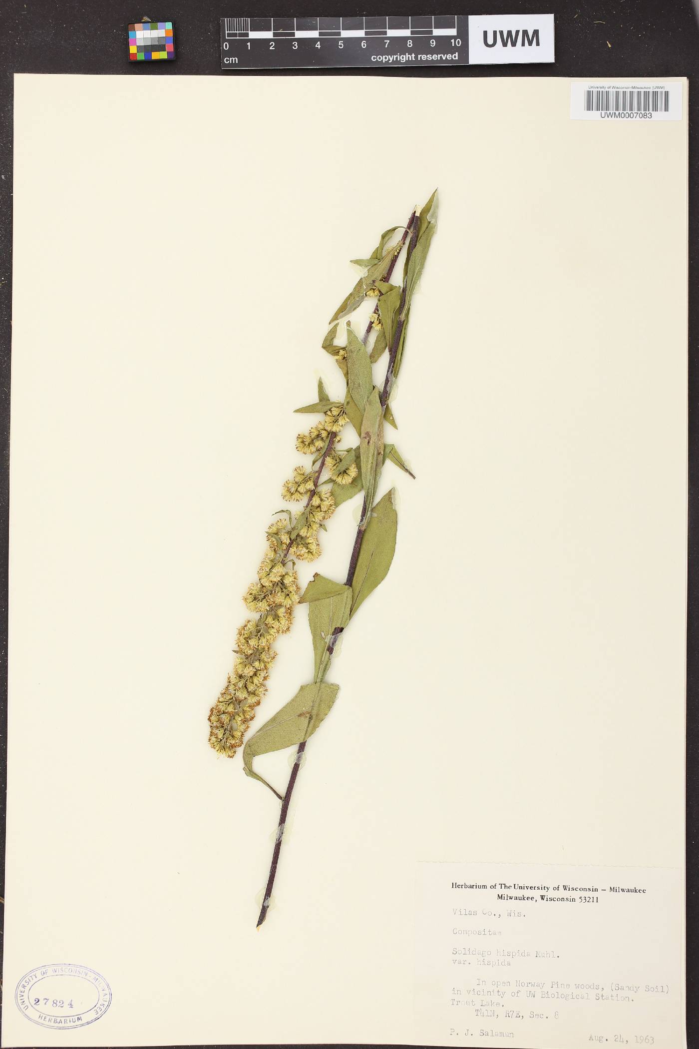 Solidago hispida image