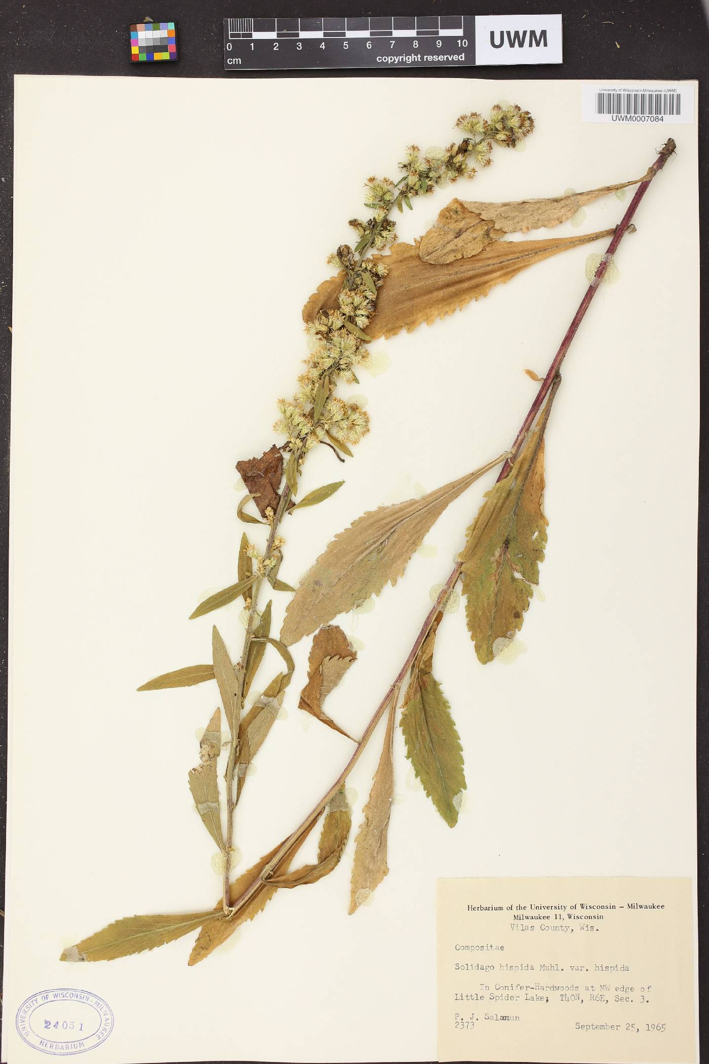 Solidago hispida image