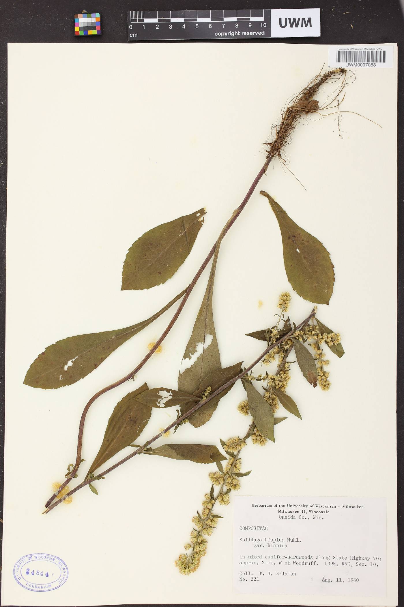 Solidago hispida image