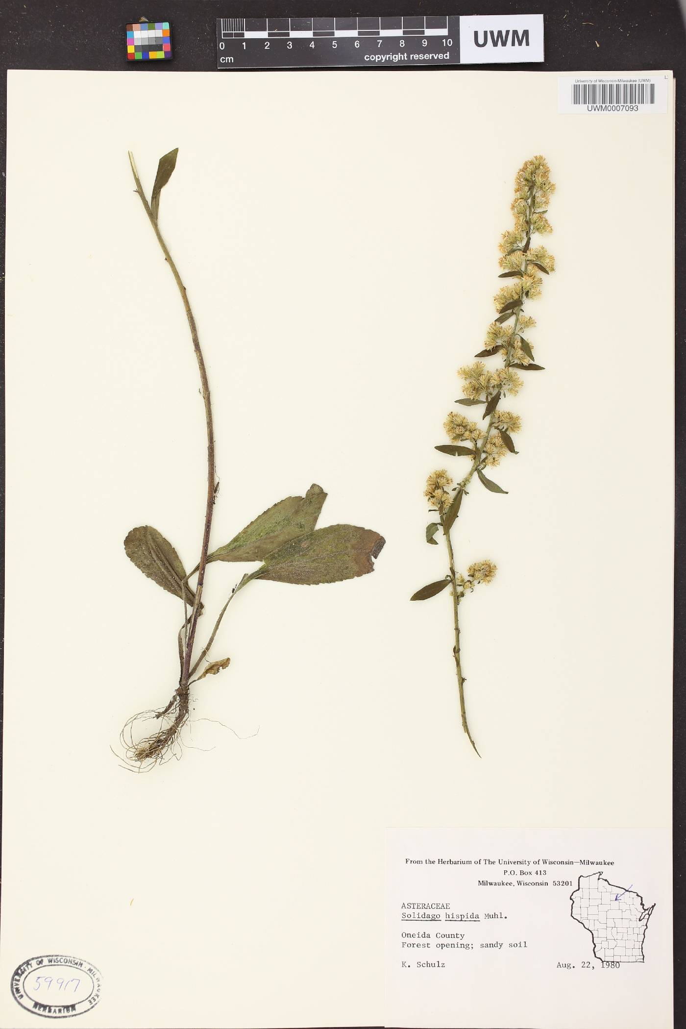 Solidago hispida image
