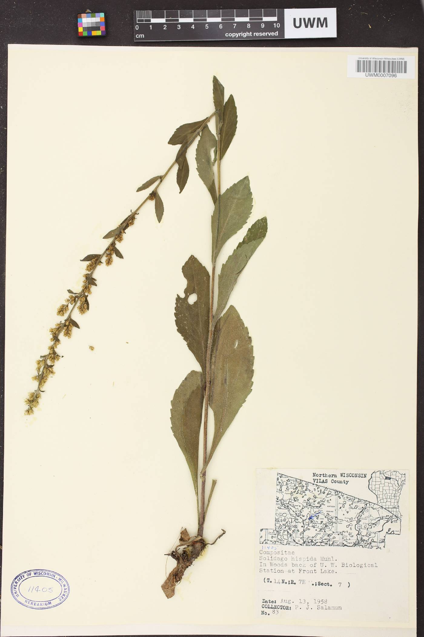 Solidago hispida image