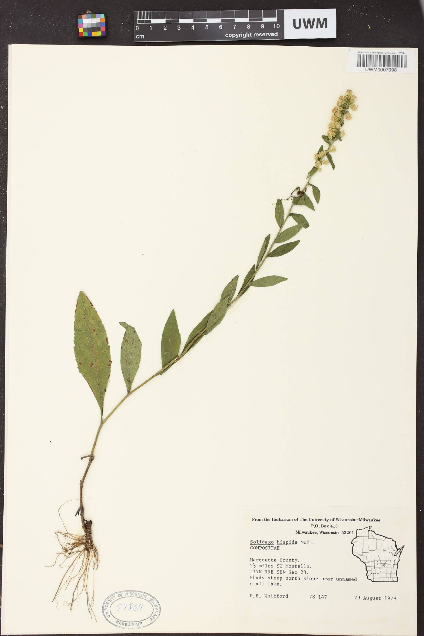 Solidago hispida image