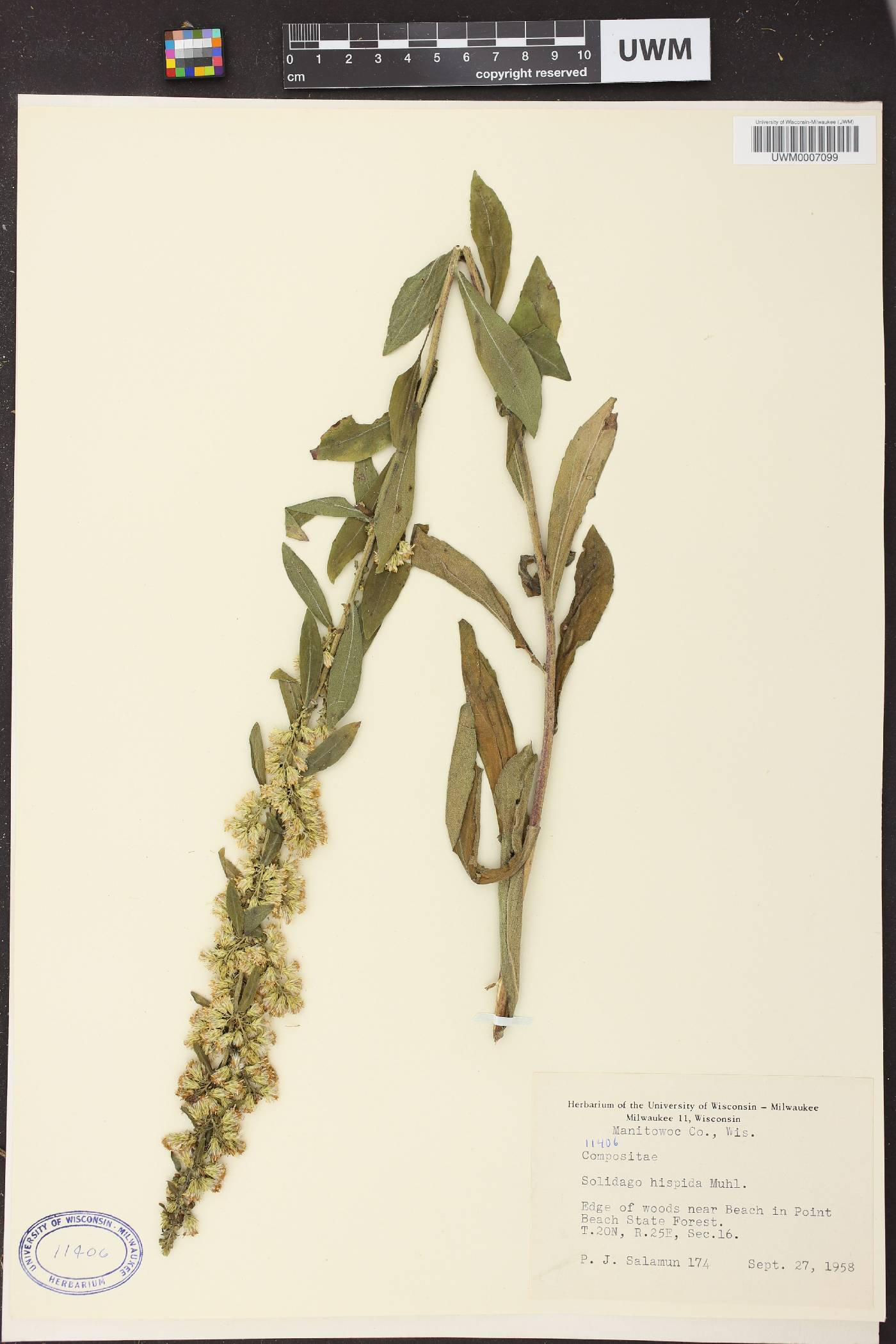 Solidago hispida image