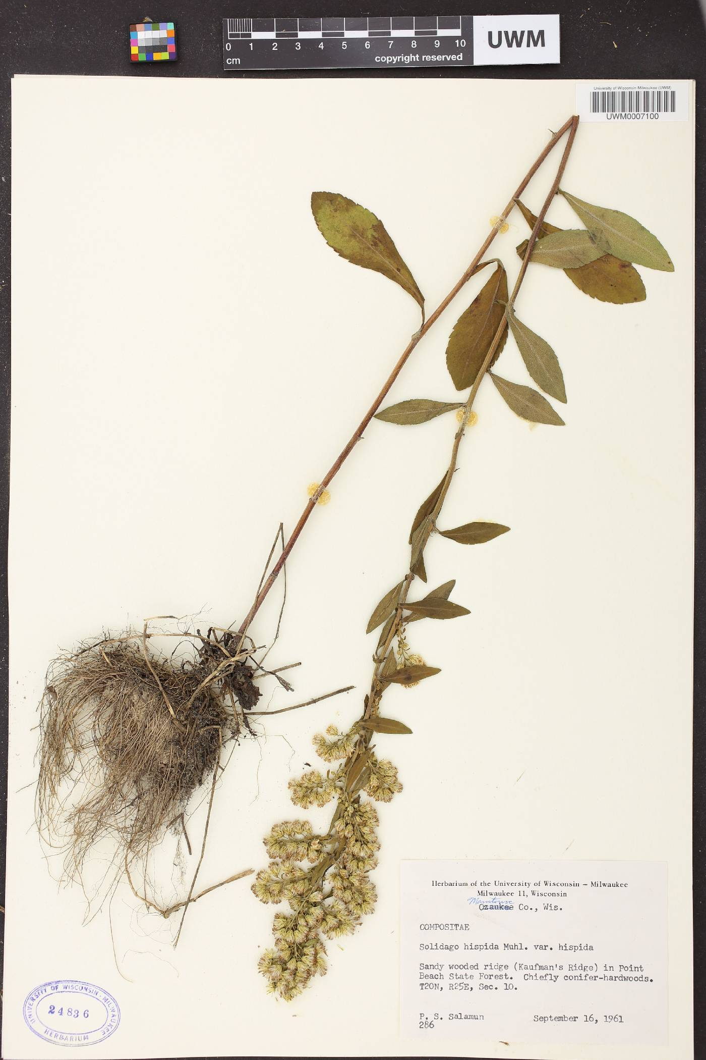 Solidago hispida image