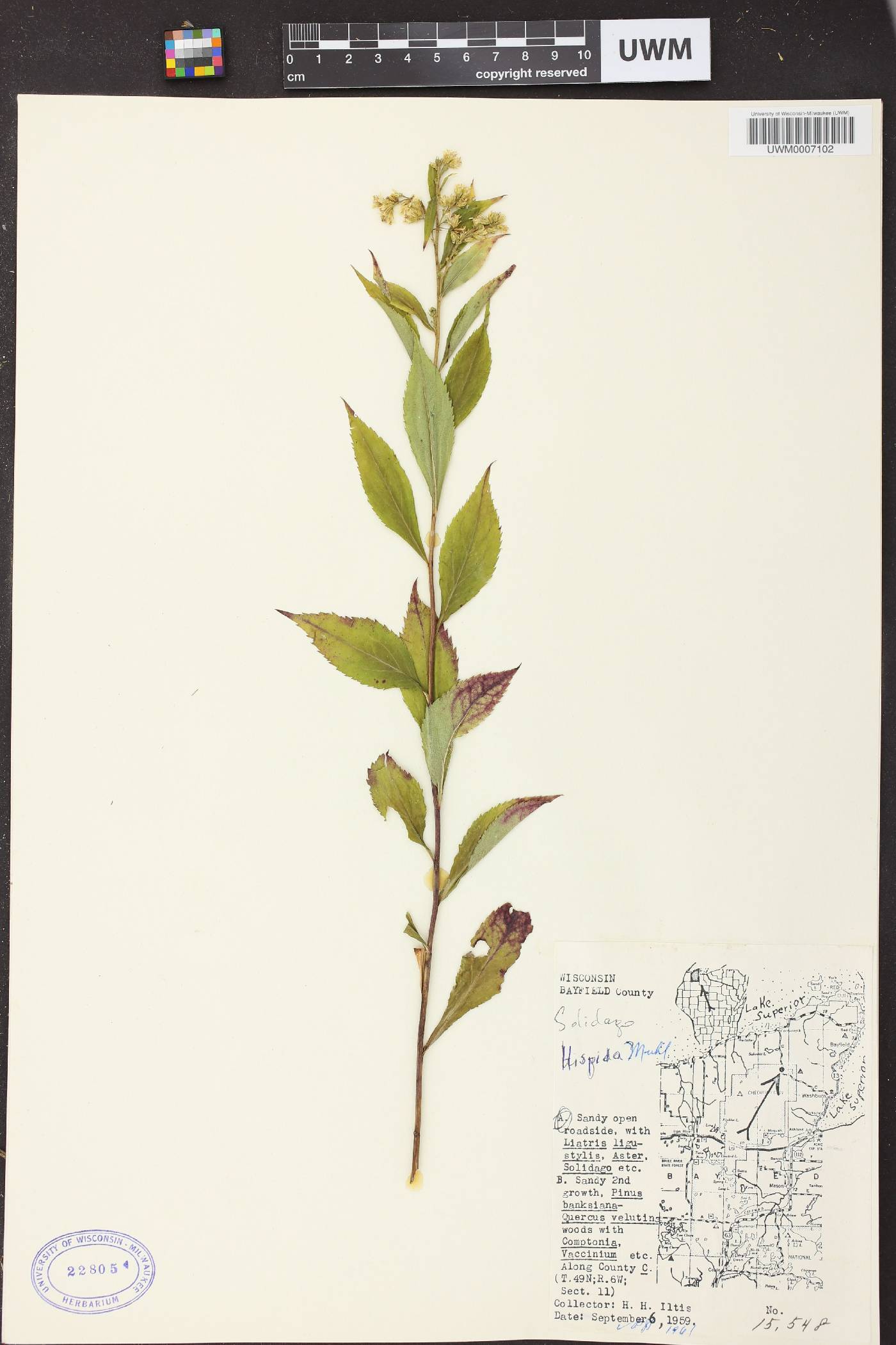 Solidago hispida image