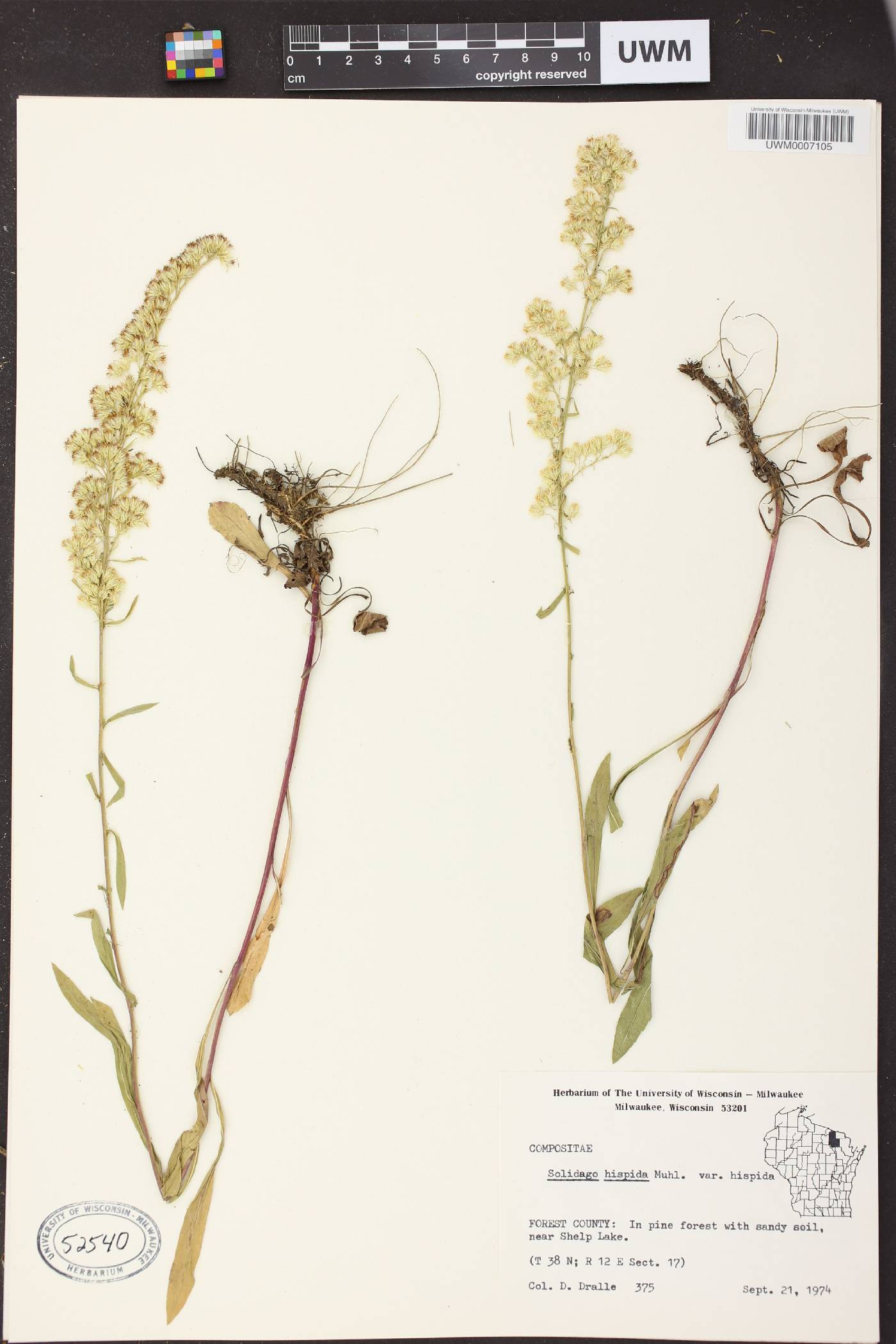 Solidago hispida image