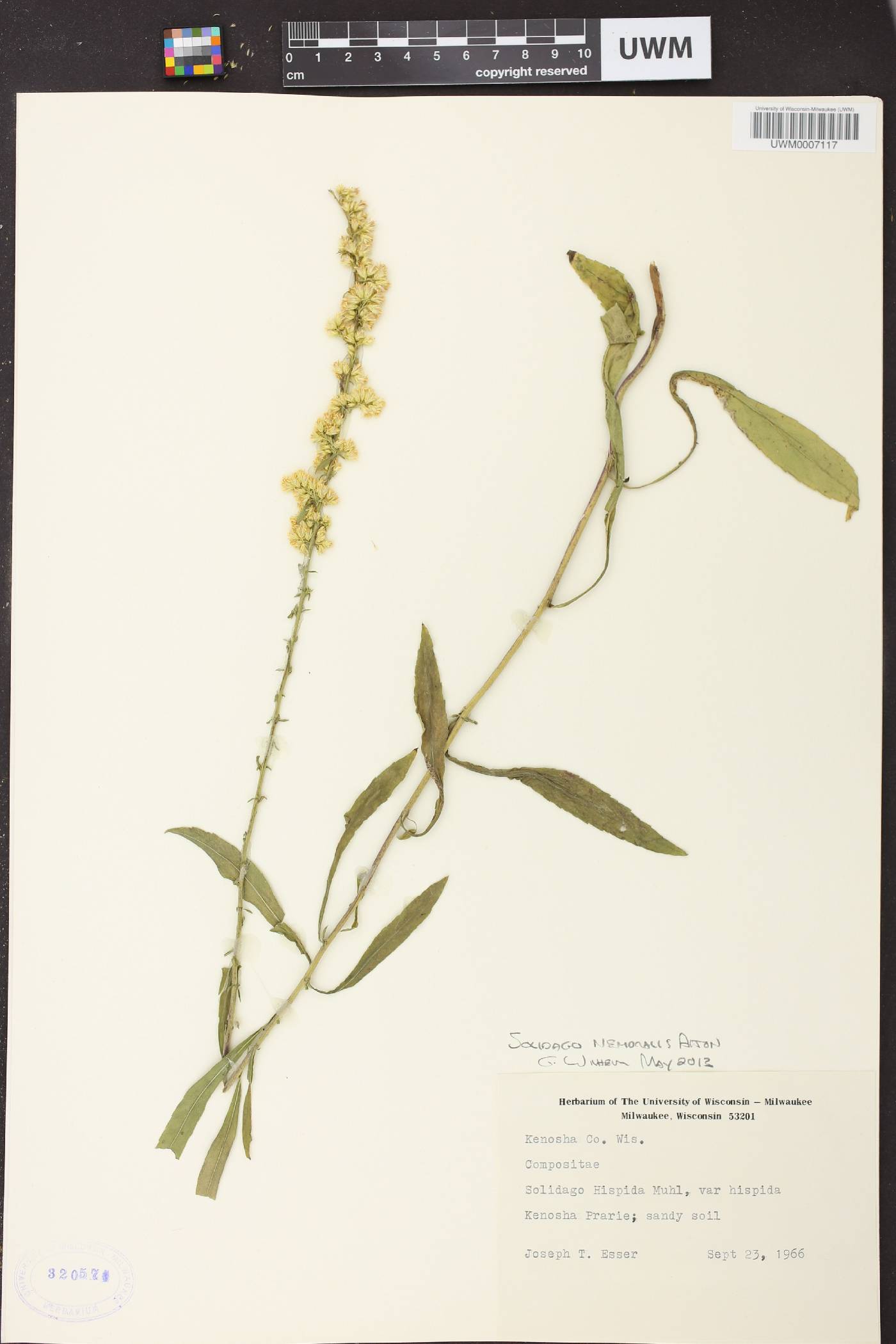 Solidago hispida image