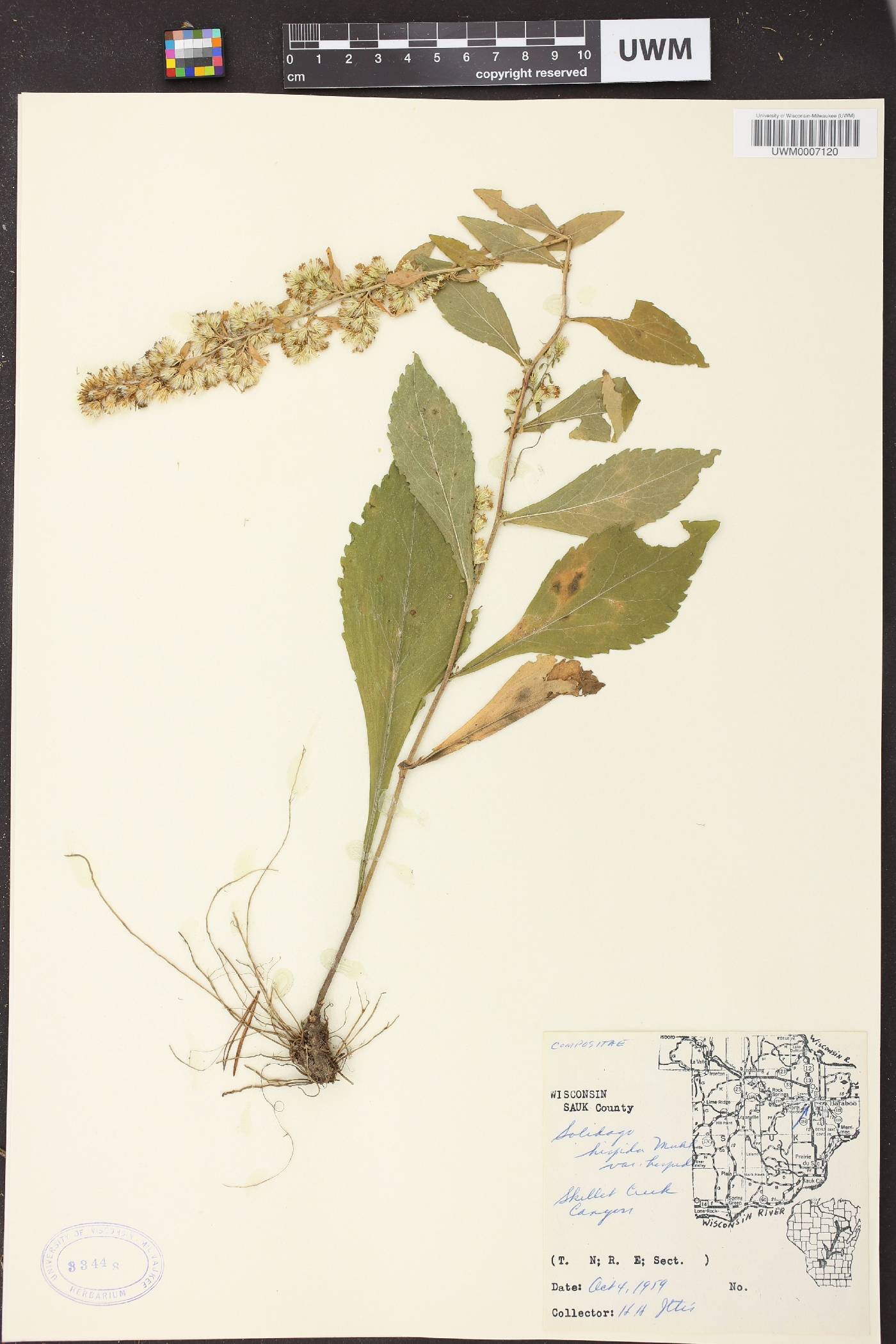 Solidago hispida image