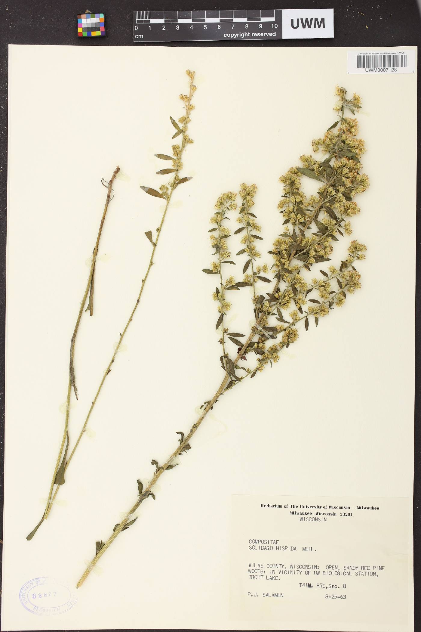 Solidago hispida image