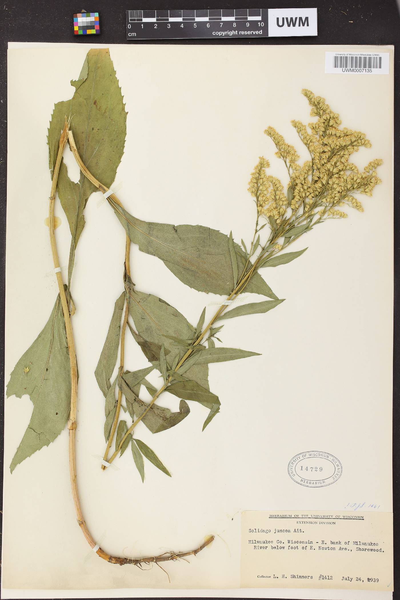 Solidago juncea image