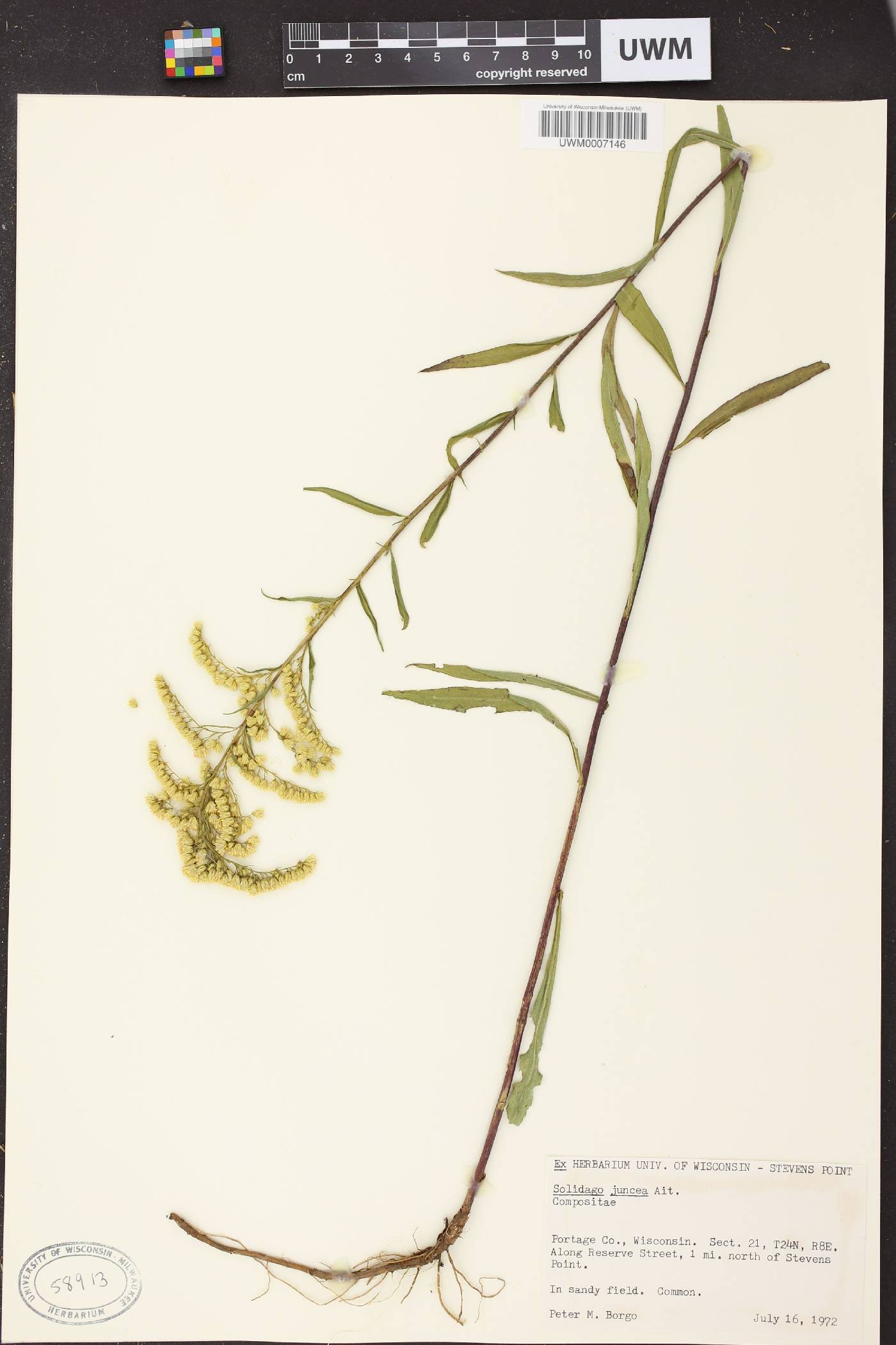 Solidago juncea image