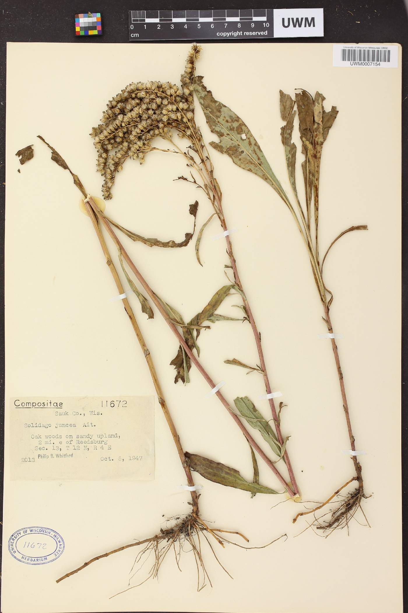 Solidago juncea image