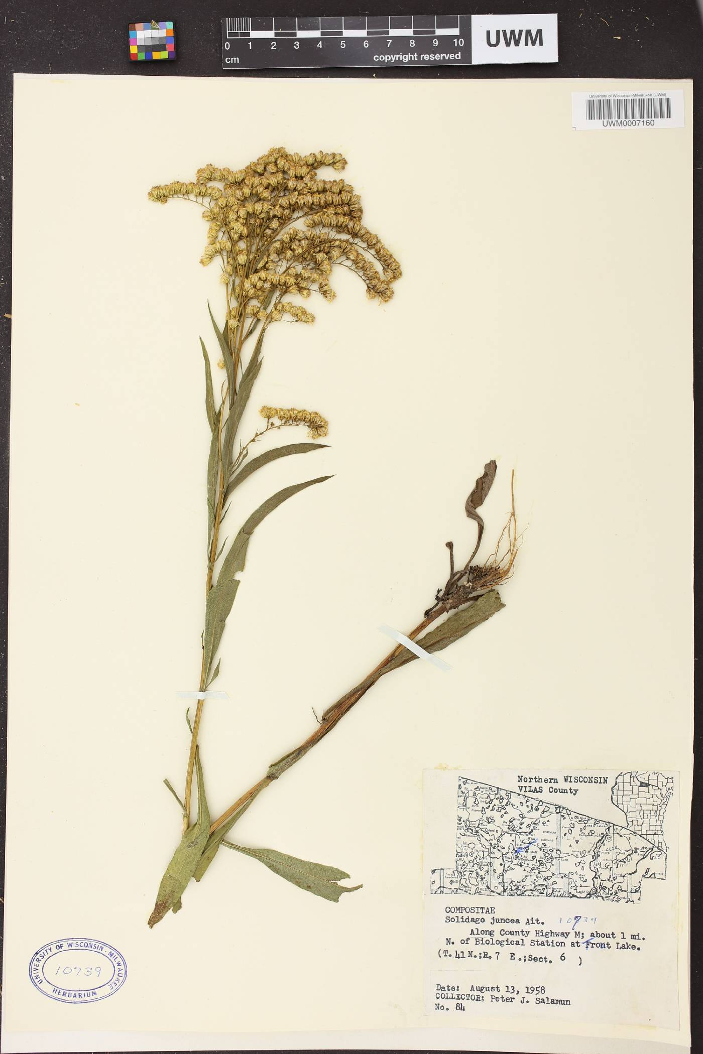 Solidago juncea image