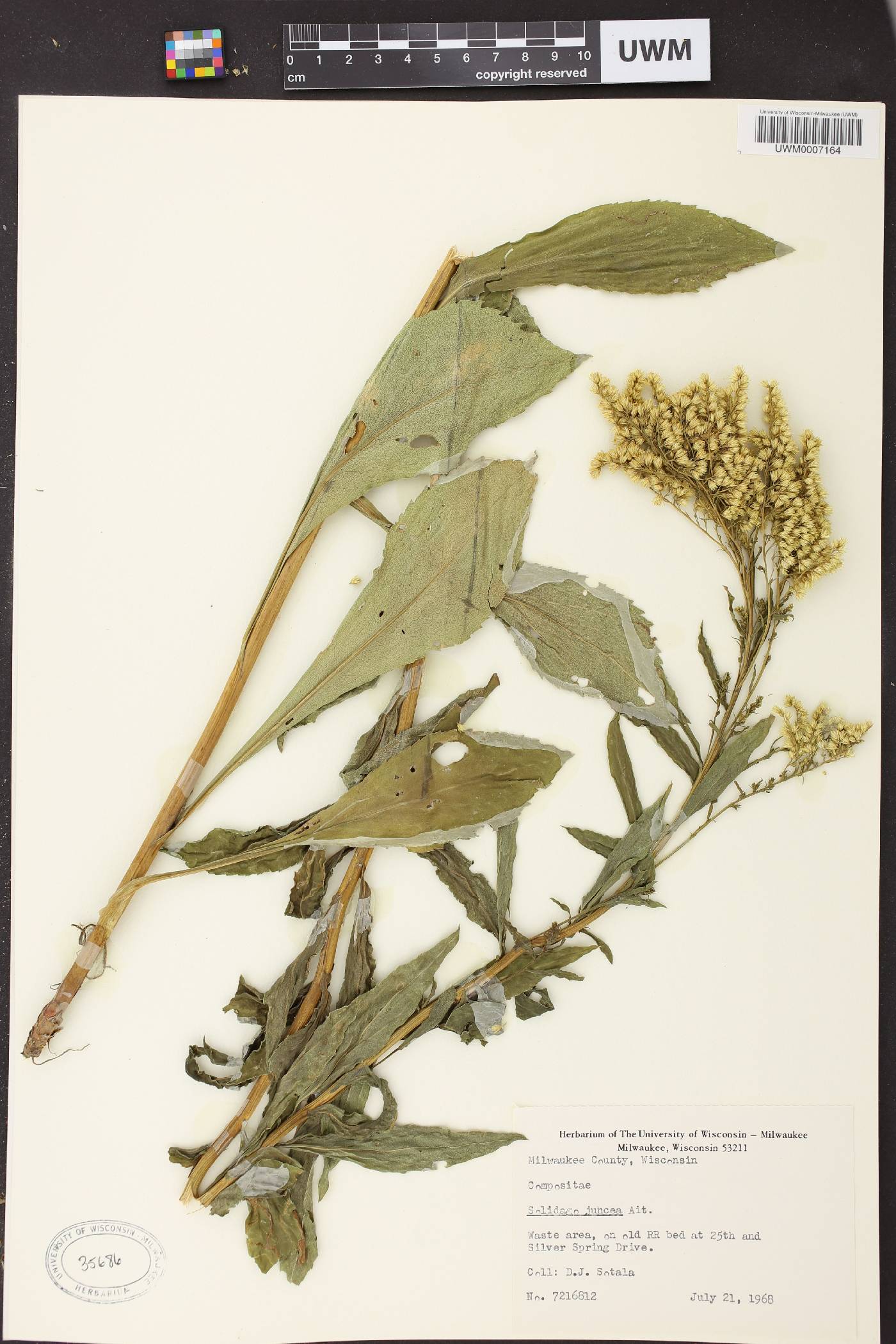 Solidago juncea image