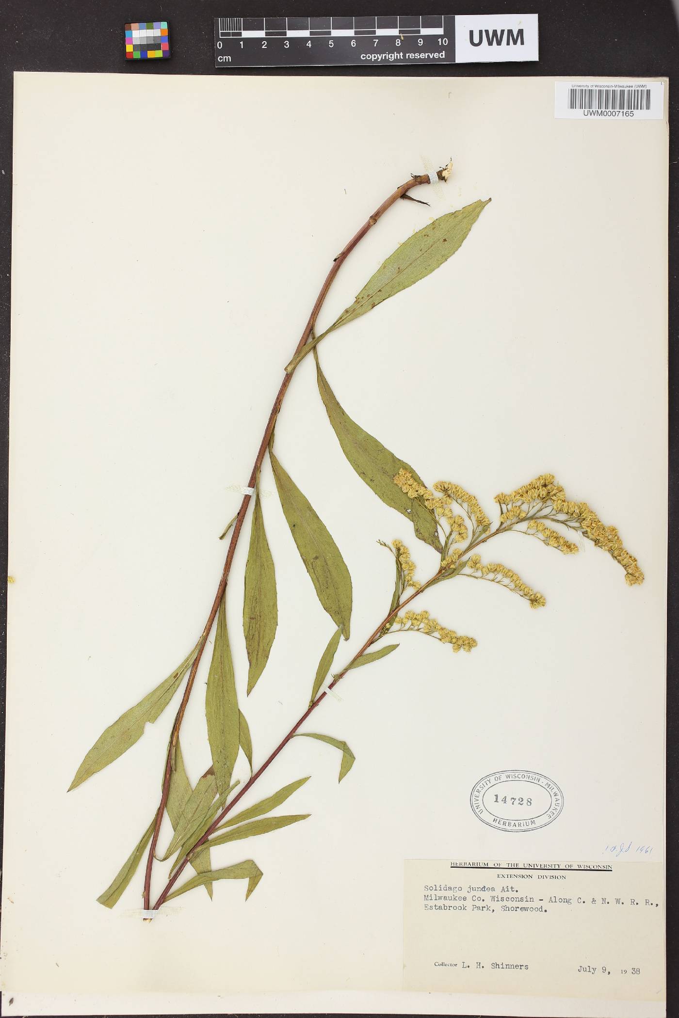Solidago juncea image