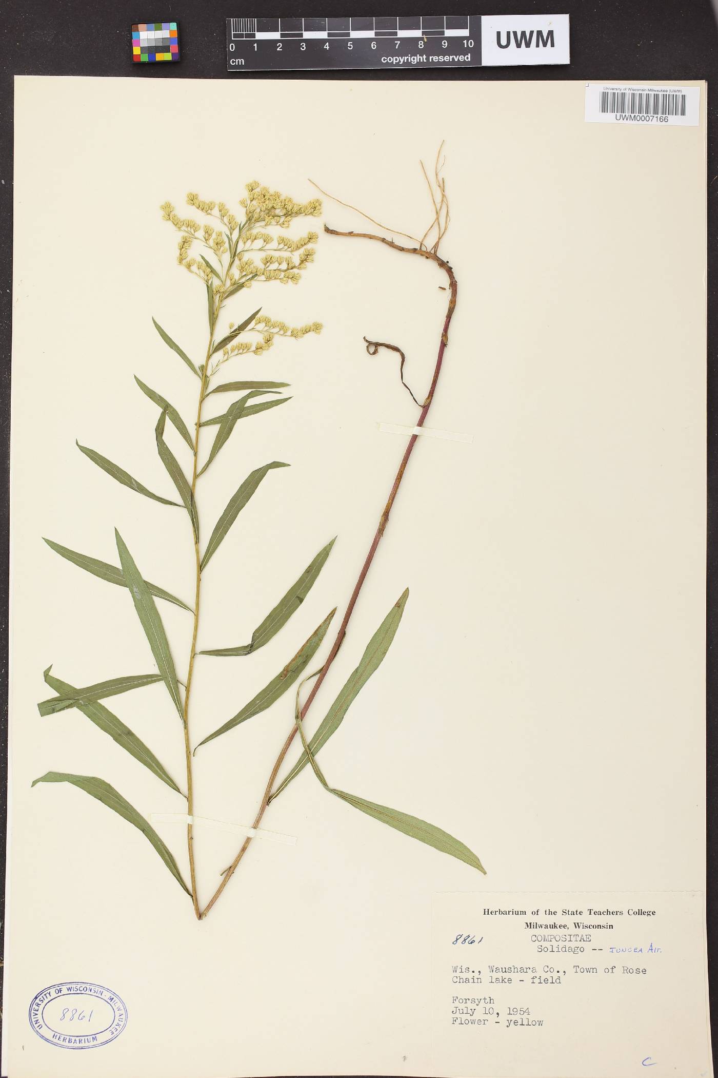 Solidago juncea image