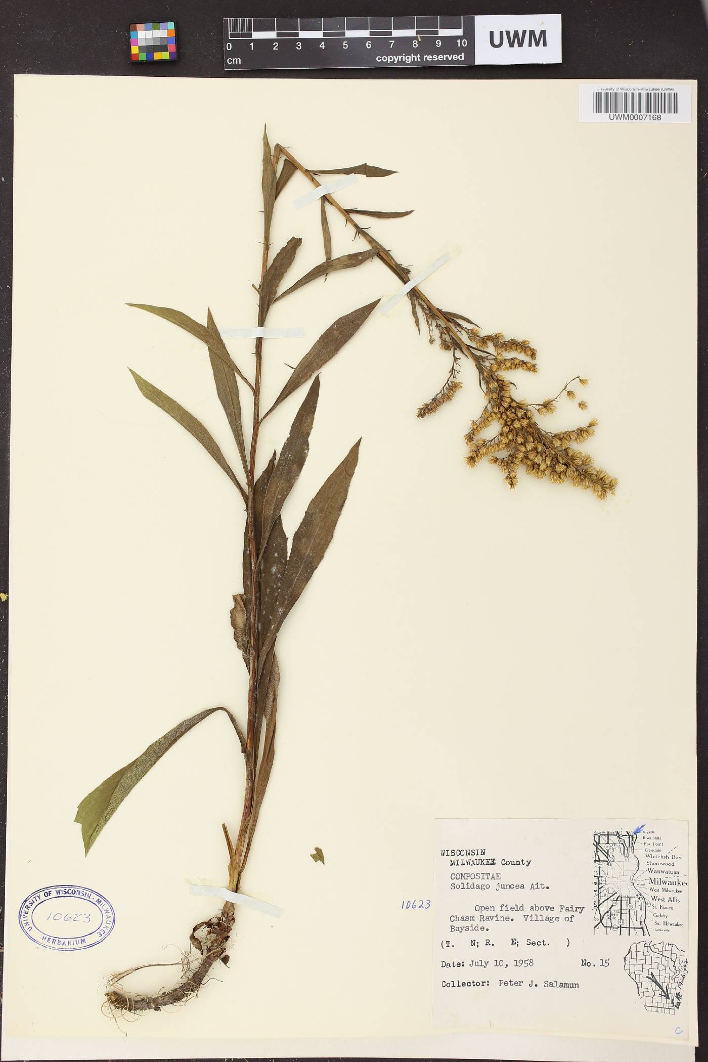 Solidago juncea image