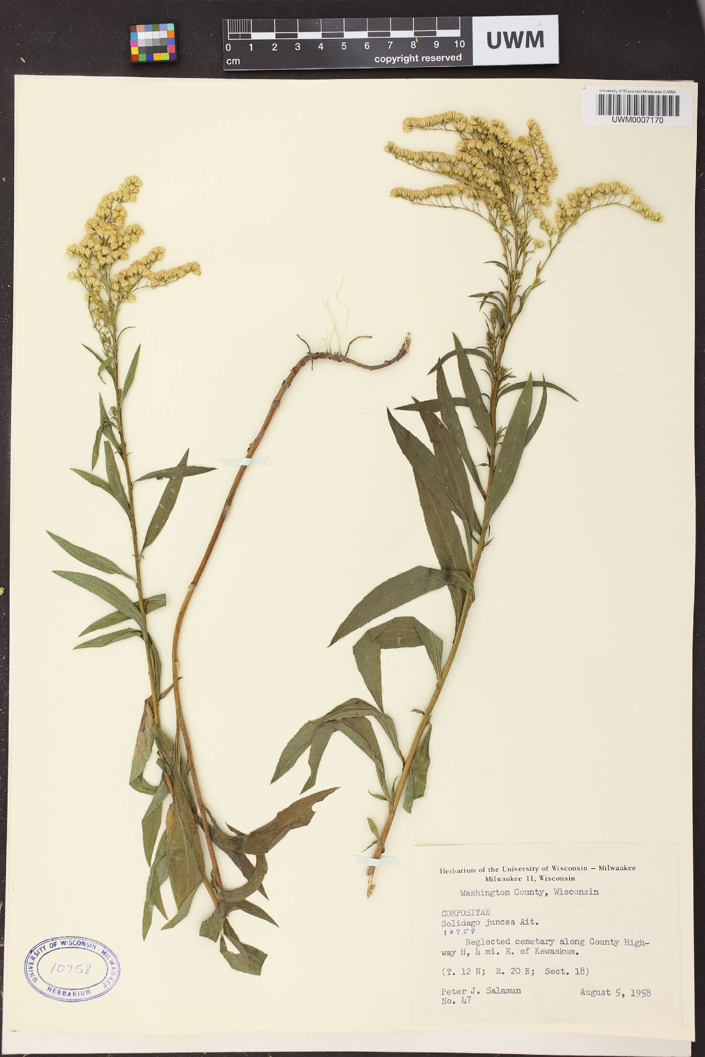 Solidago juncea image