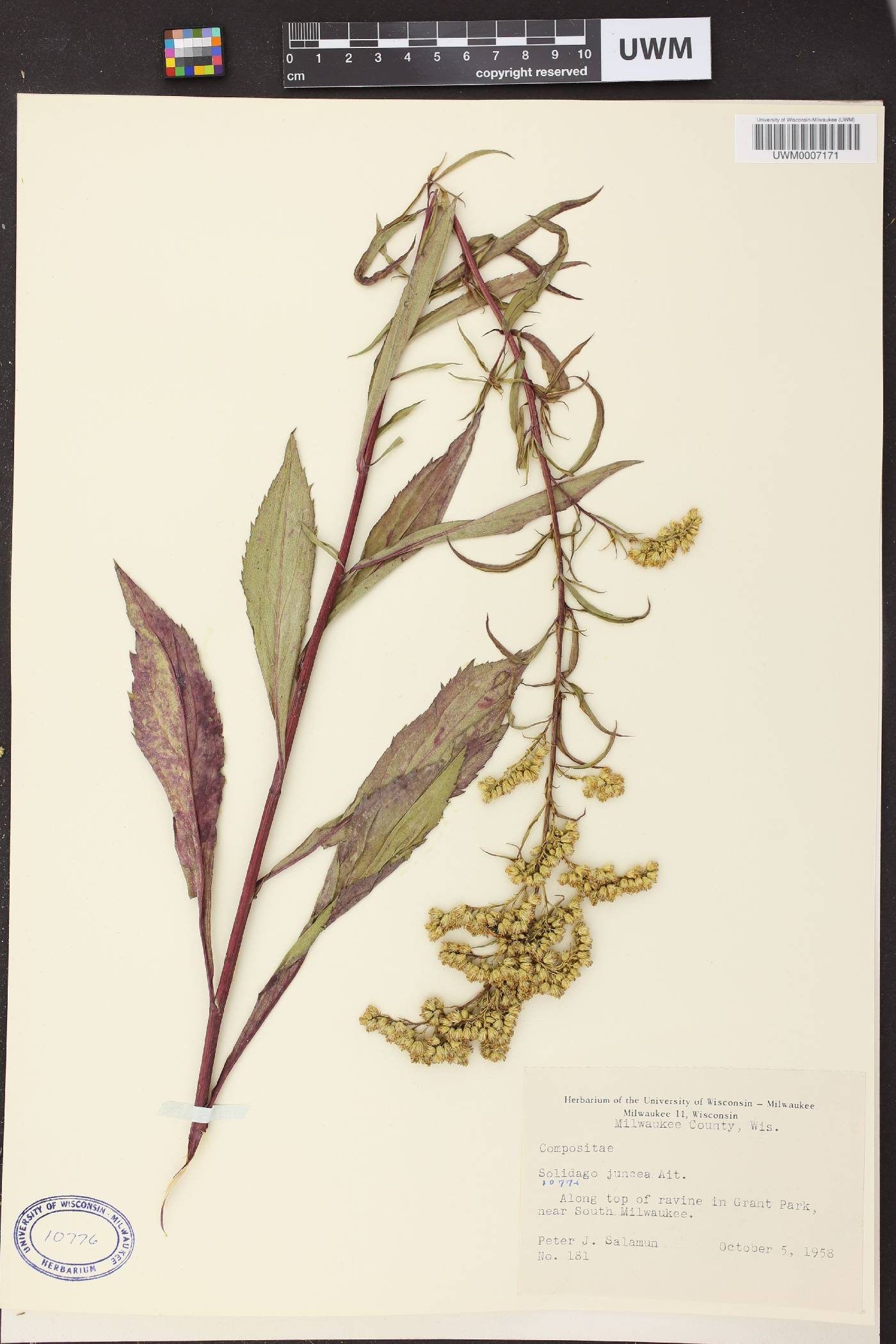 Solidago juncea image