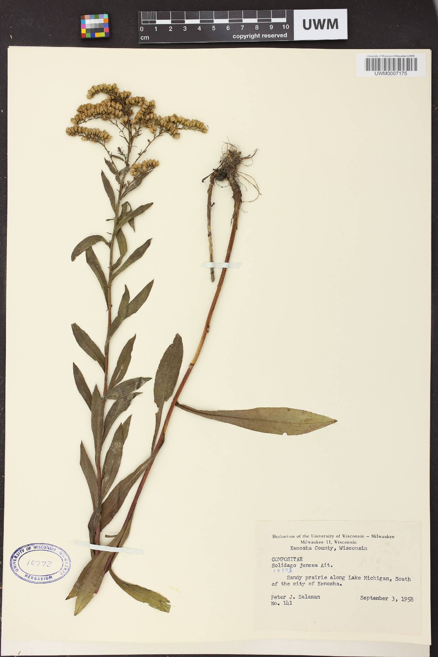 Solidago juncea image