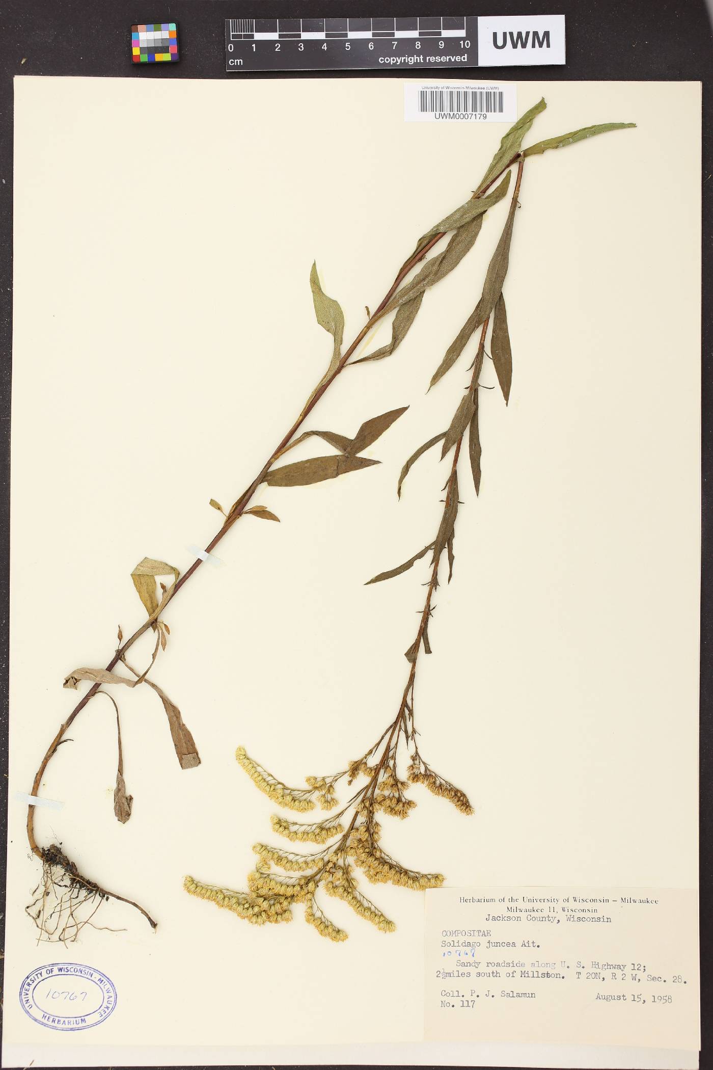 Solidago juncea image