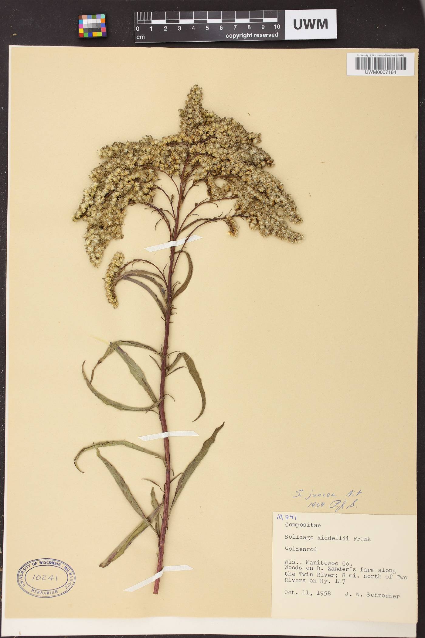 Solidago juncea image
