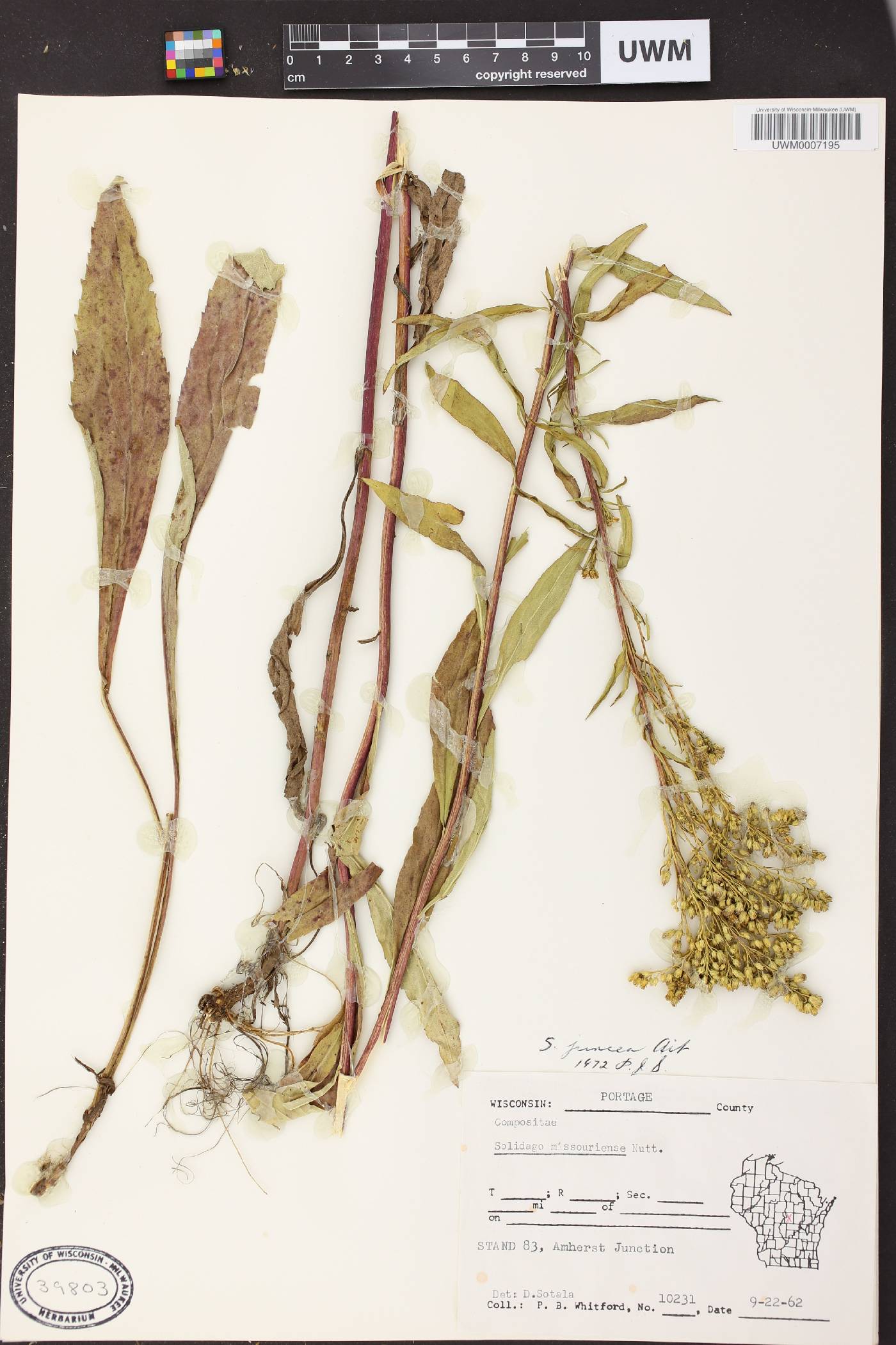 Solidago juncea image