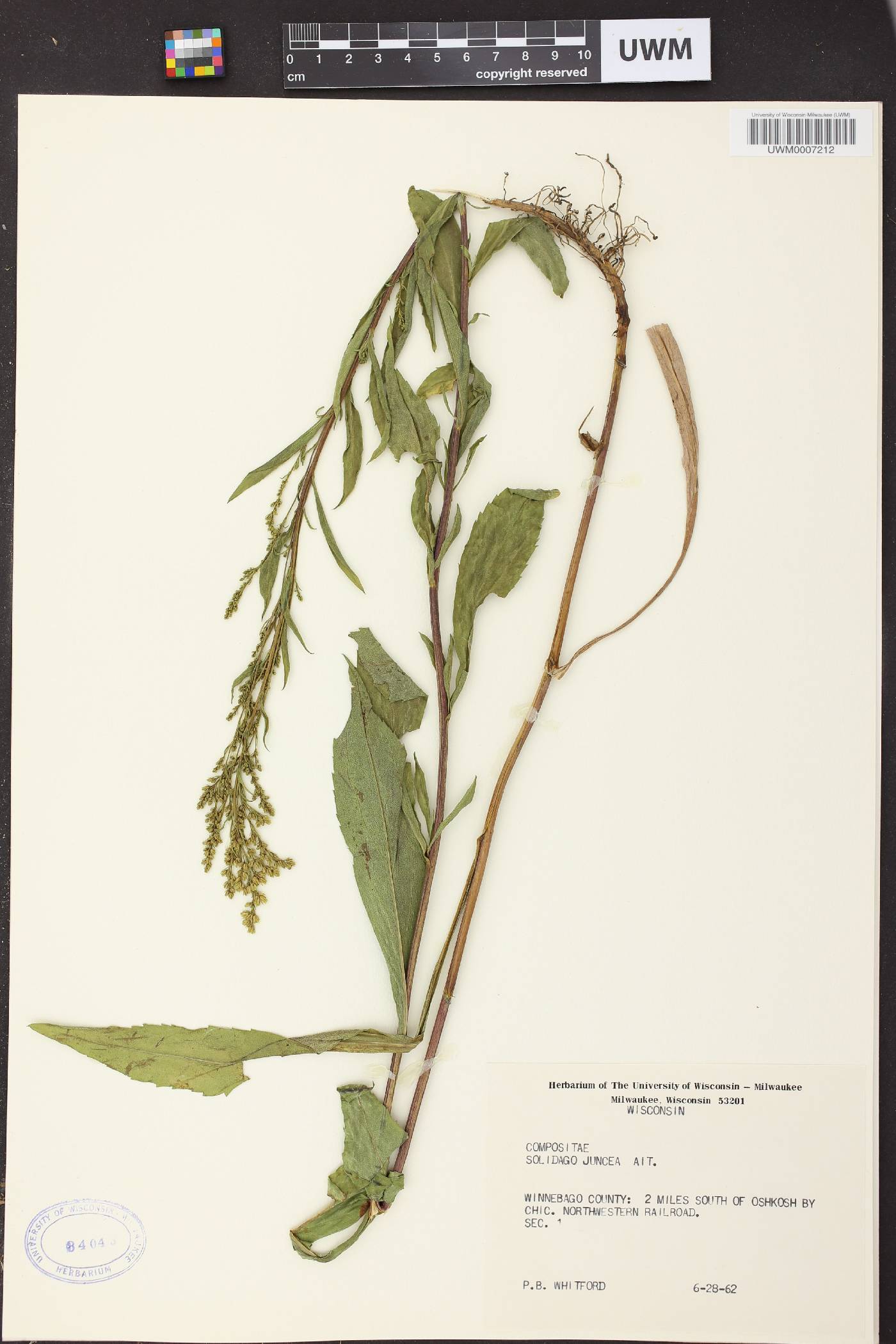 Solidago juncea image