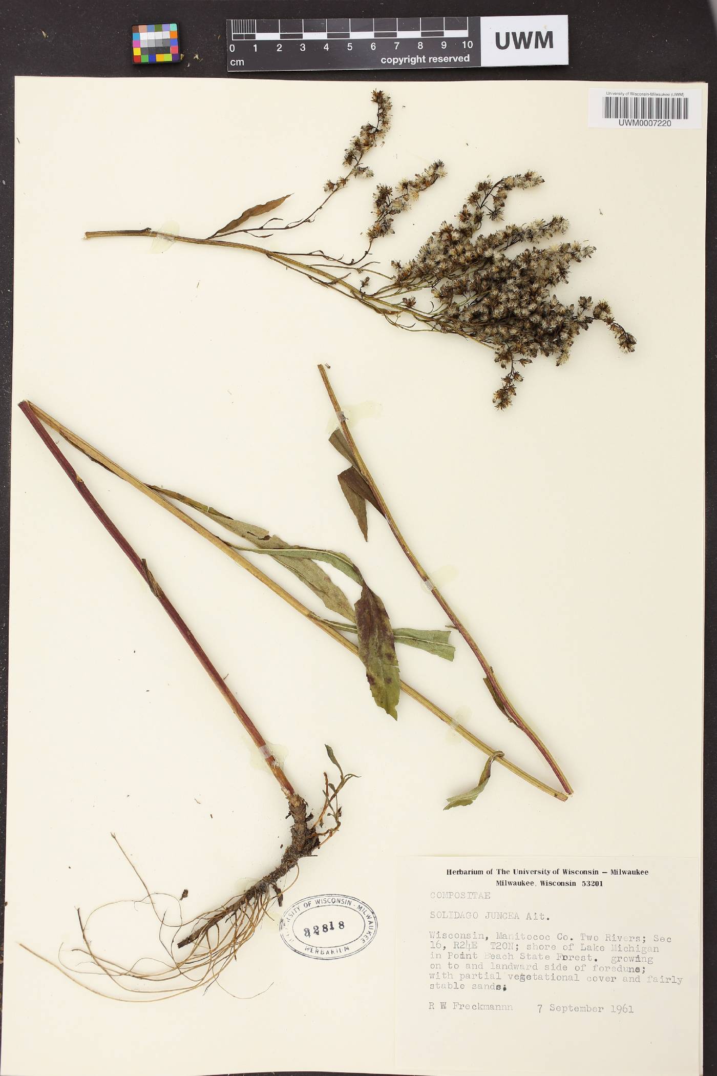 Solidago juncea image
