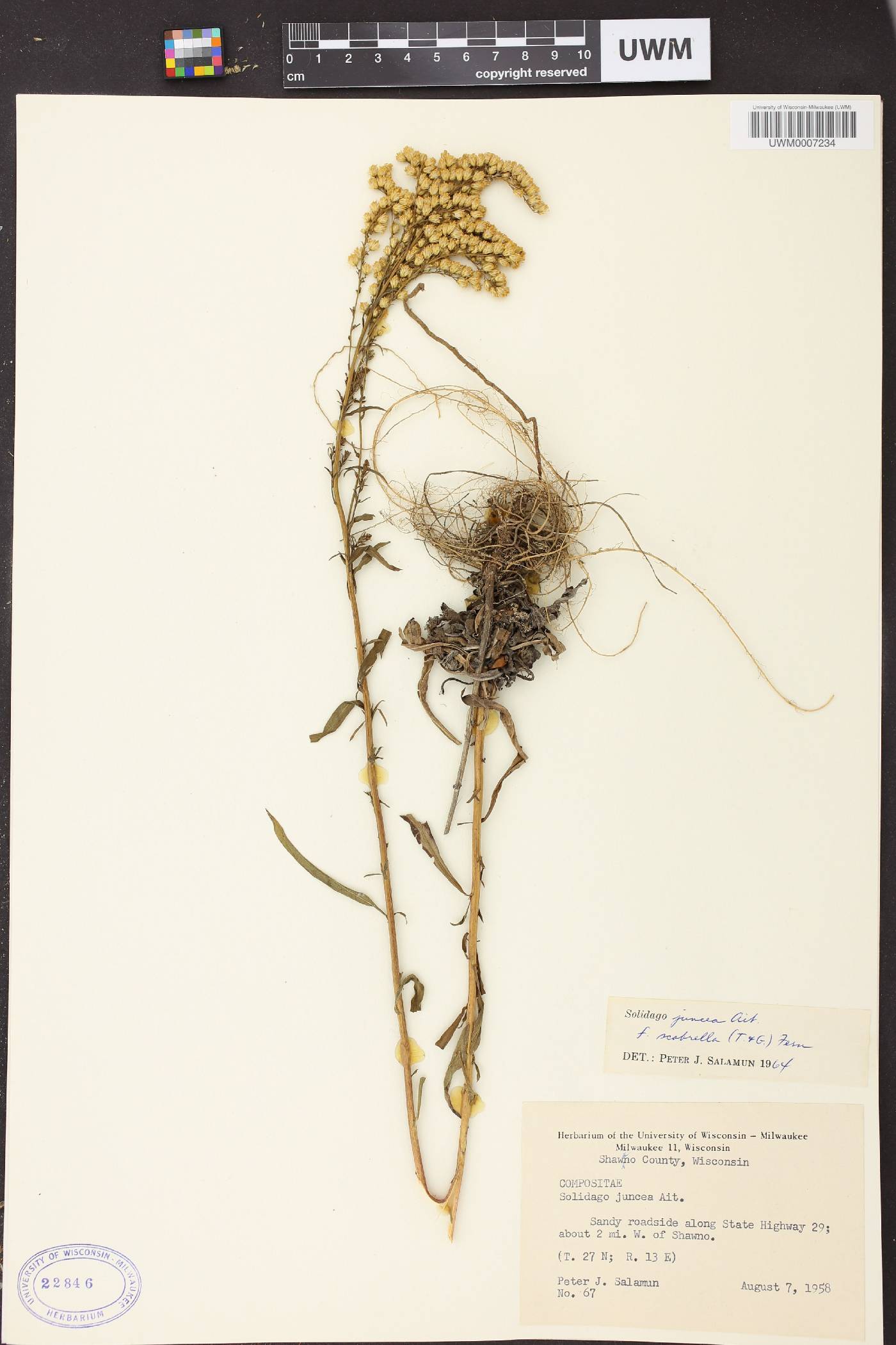 Solidago juncea image