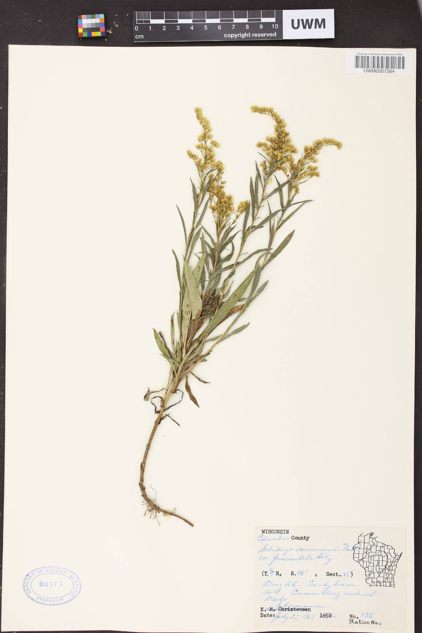 Solidago missouriensis image
