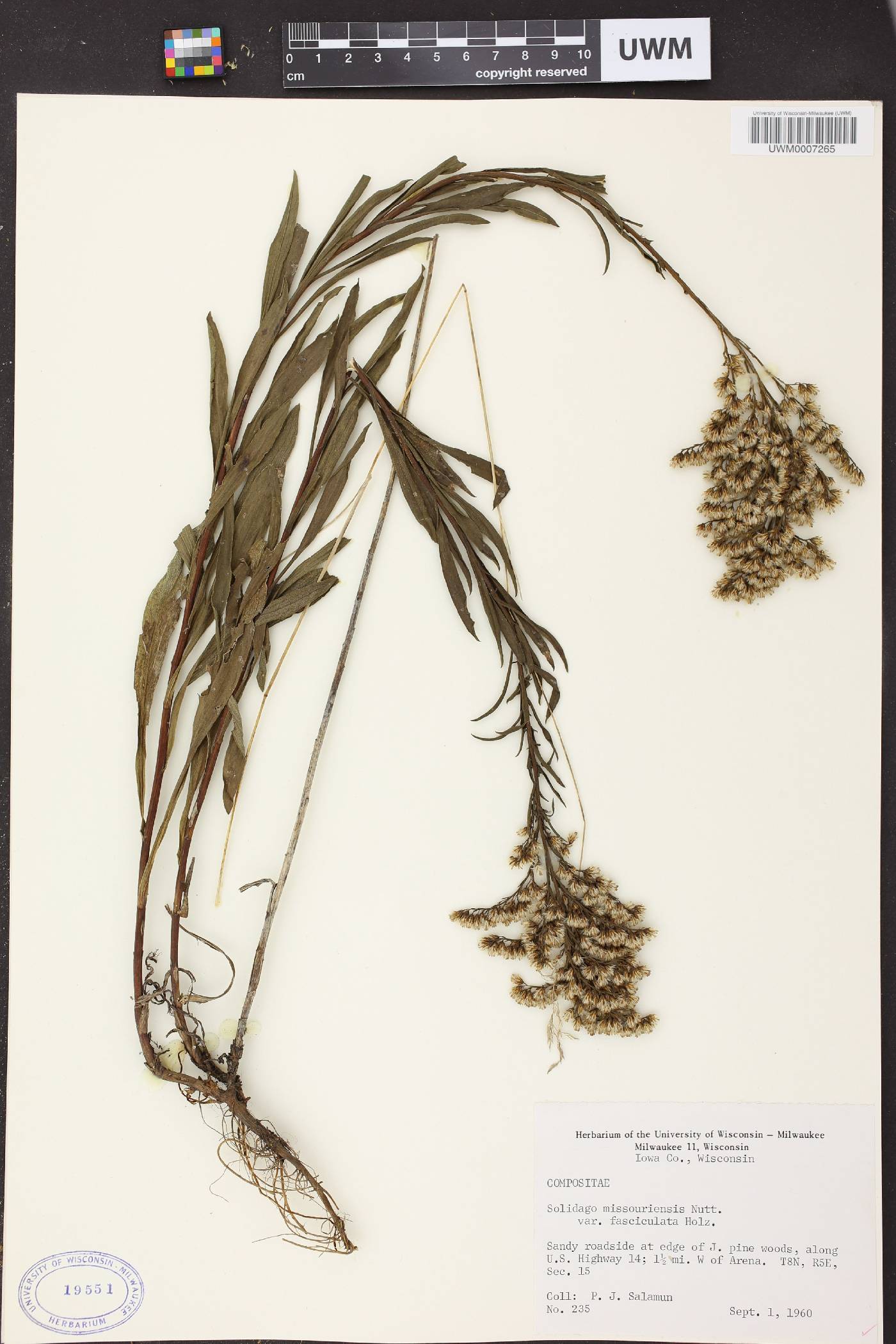 Solidago missouriensis image