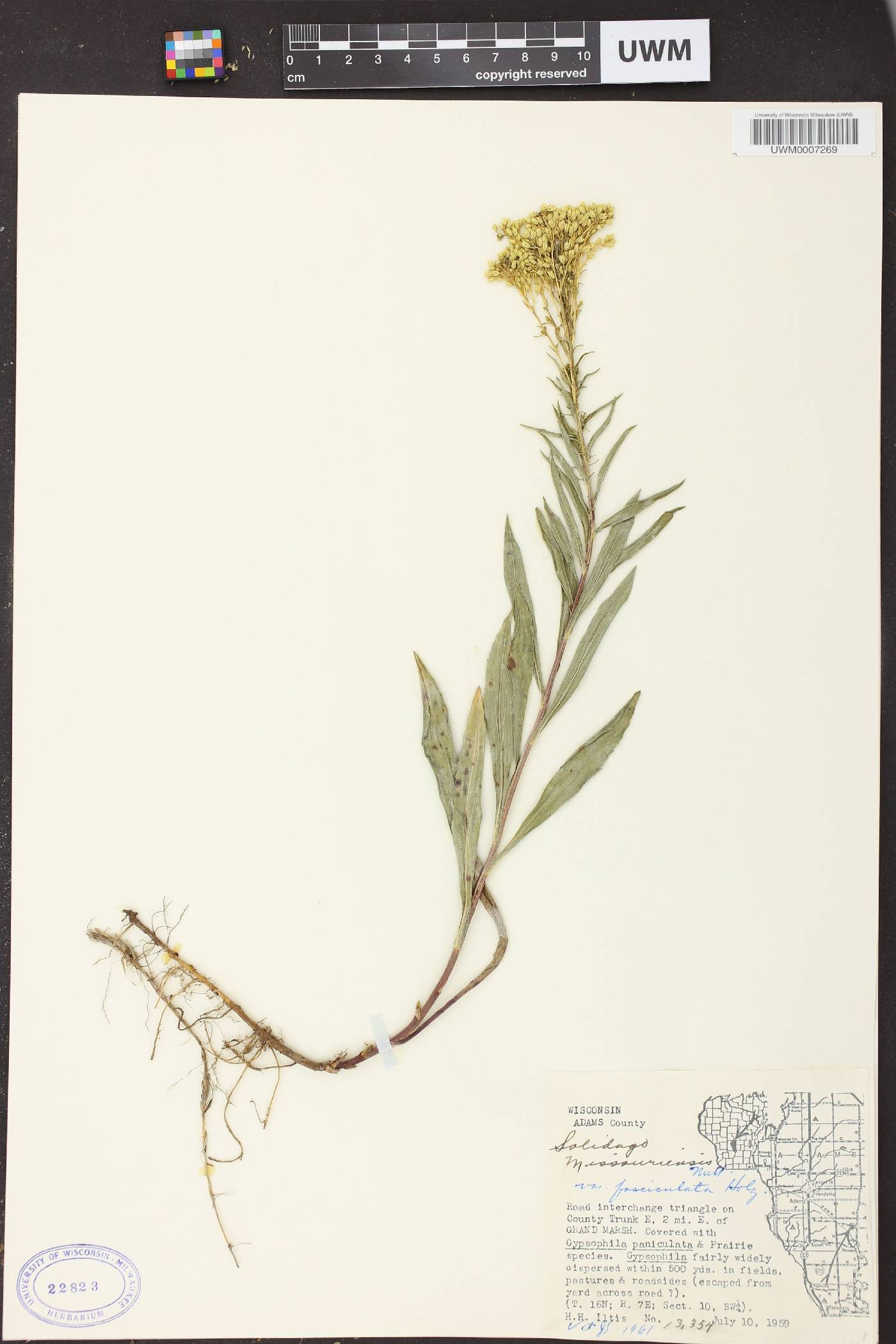 Solidago missouriensis image