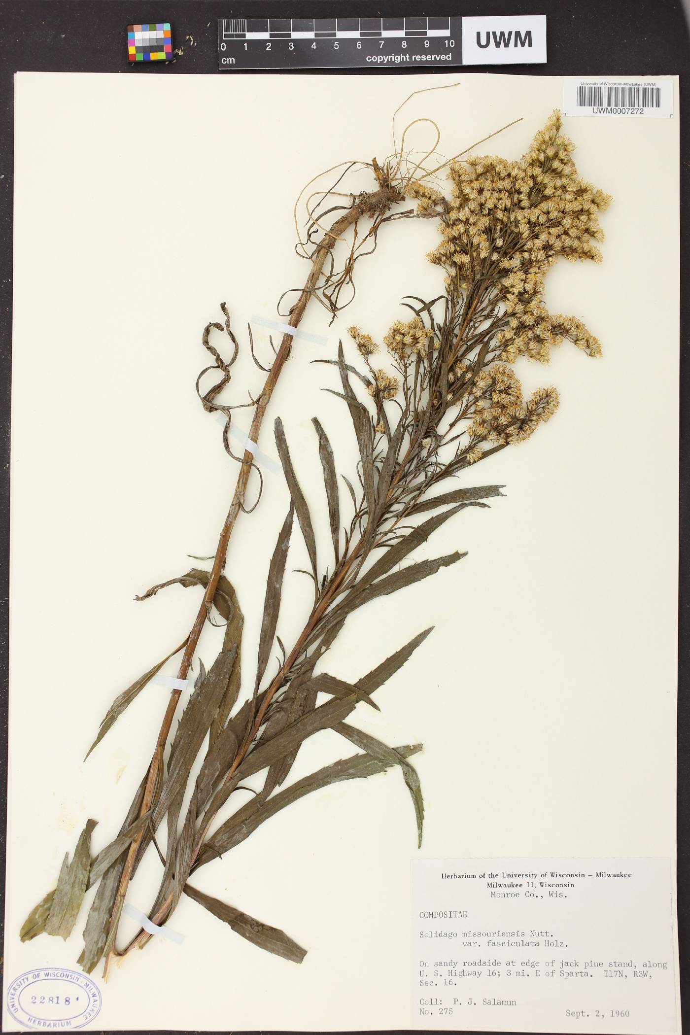 Solidago missouriensis image