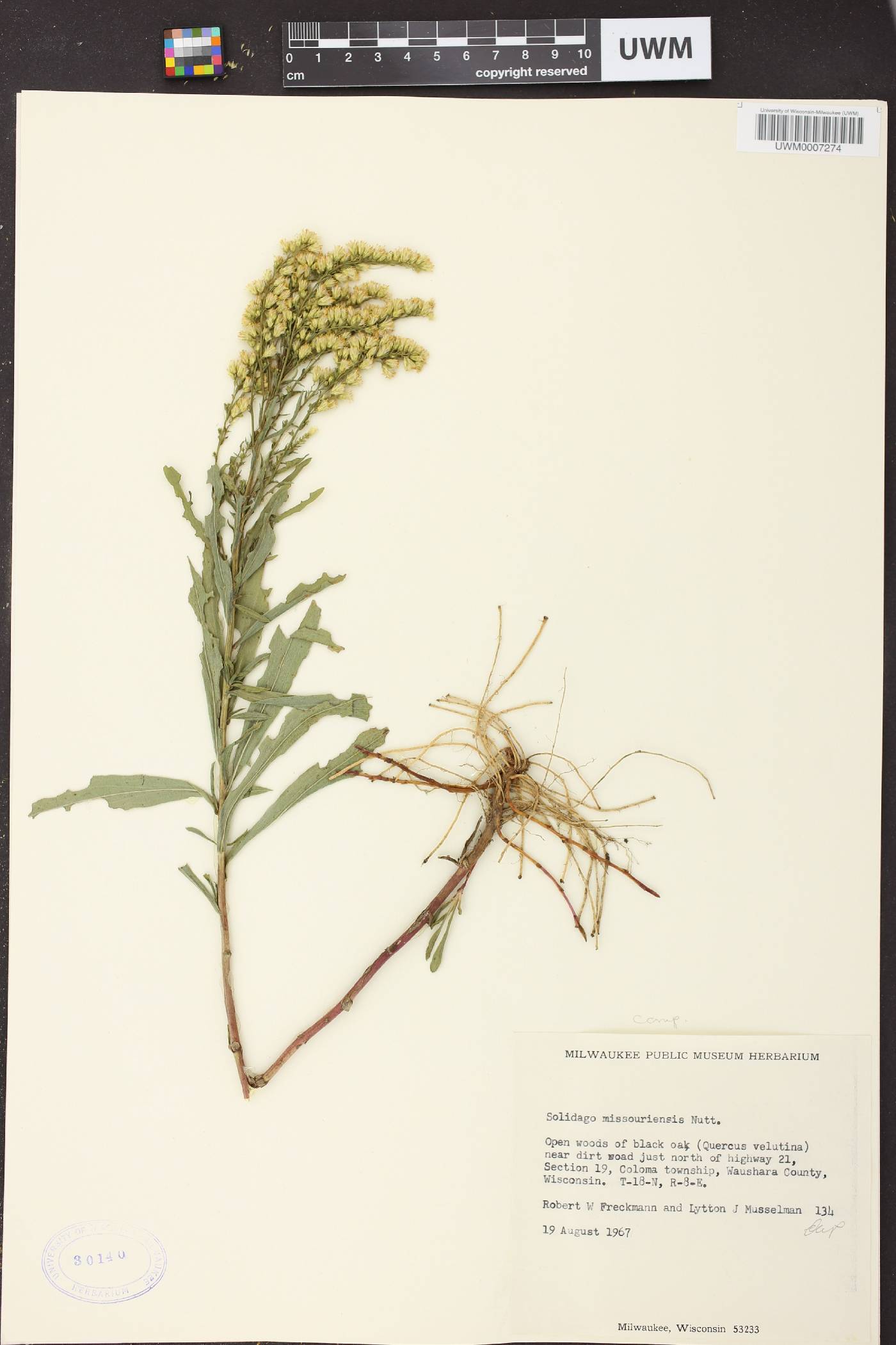 Solidago missouriensis image